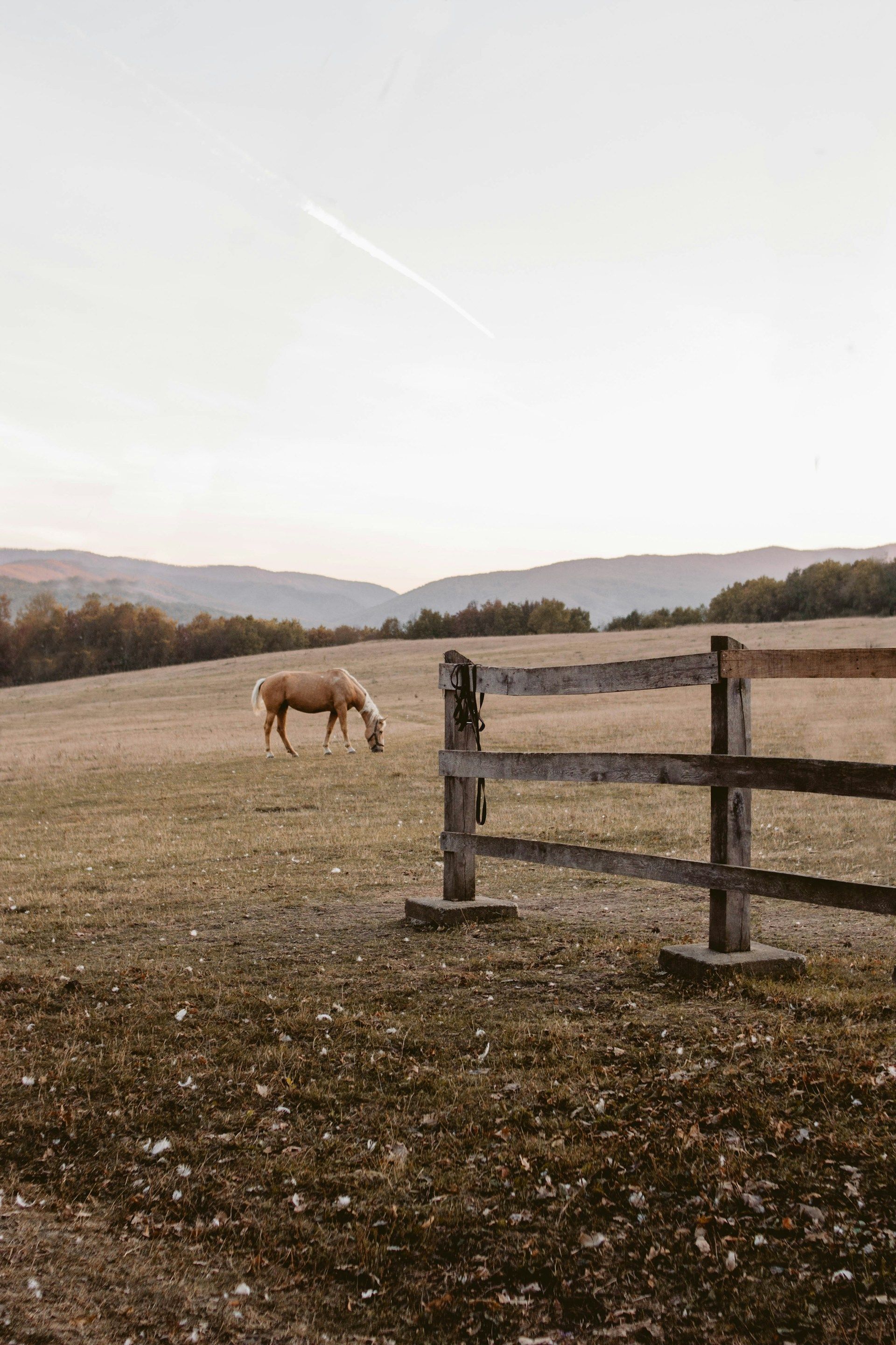 Un cavallo marrone chiaro pascola in un campo erboso accanto a una staccionata di legno, con colline ondulate sullo sfondo sotto un cielo pallido.