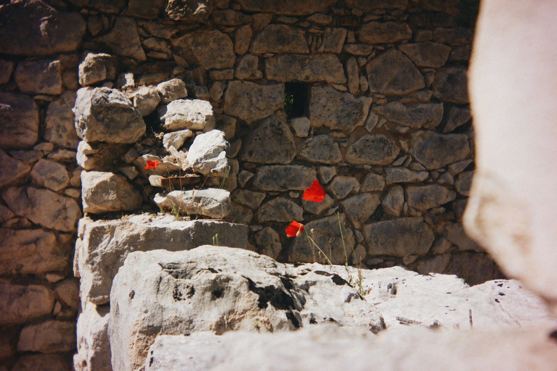 Molti papaveri rosso vivo crescono dalle fessure di un rustico muro di pietra baciato dal sole.