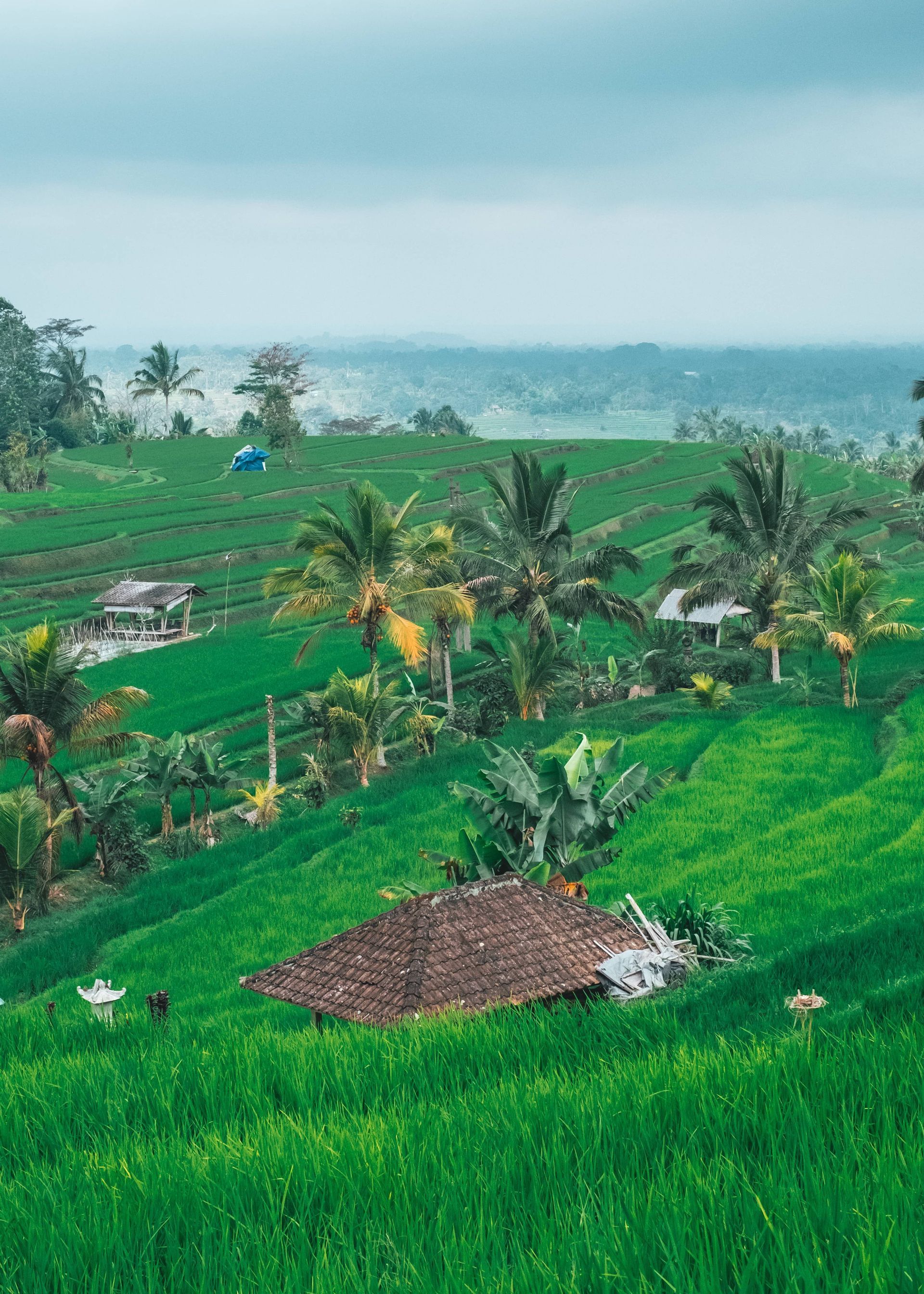 Una capanna con tetto in tegole è immersa in lussureggianti risaie a terrazze, con palme che punteggiano la collina.