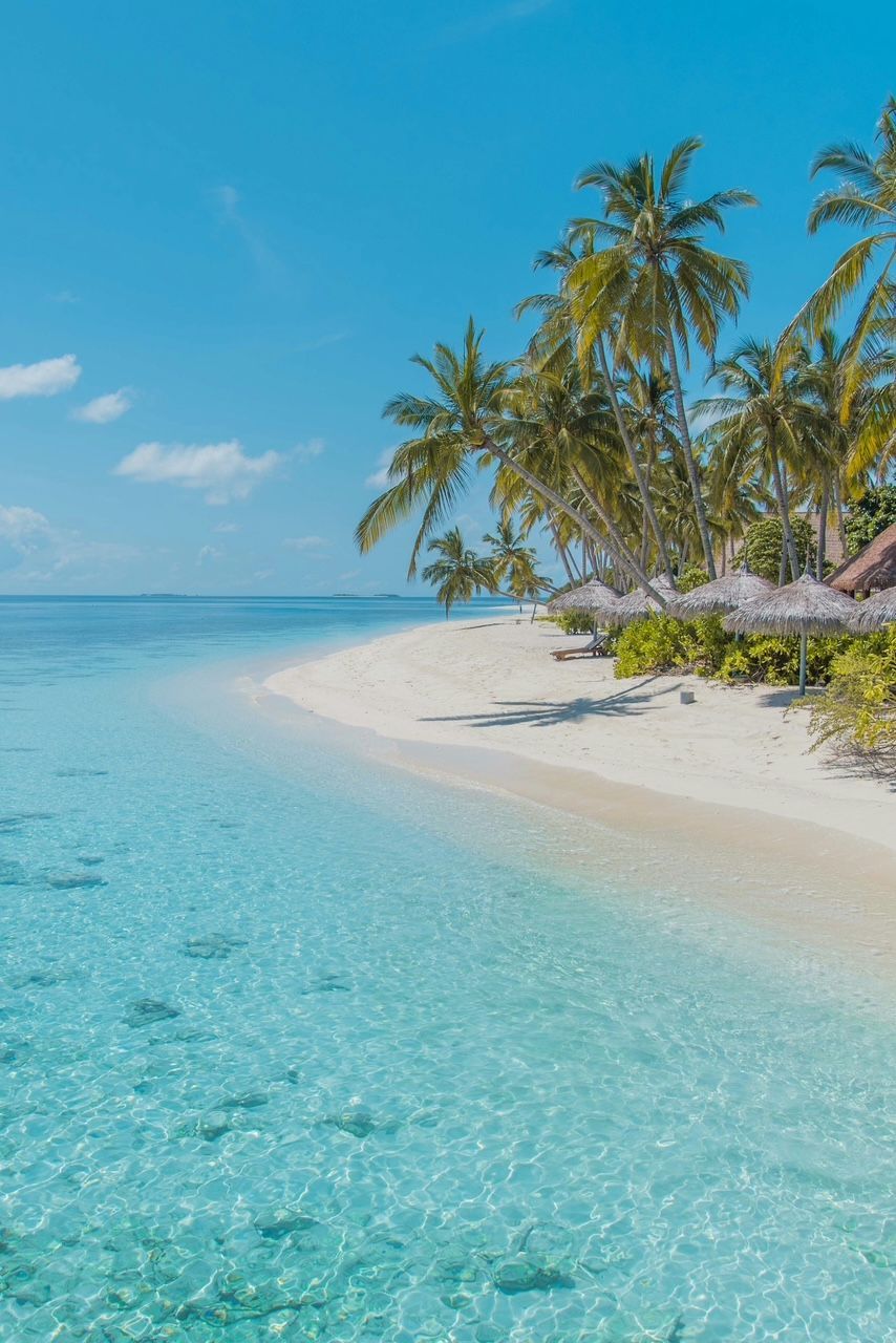 A white sand beach lined with palm trees, with clear turquoise water lapping the shore under a blue sky.