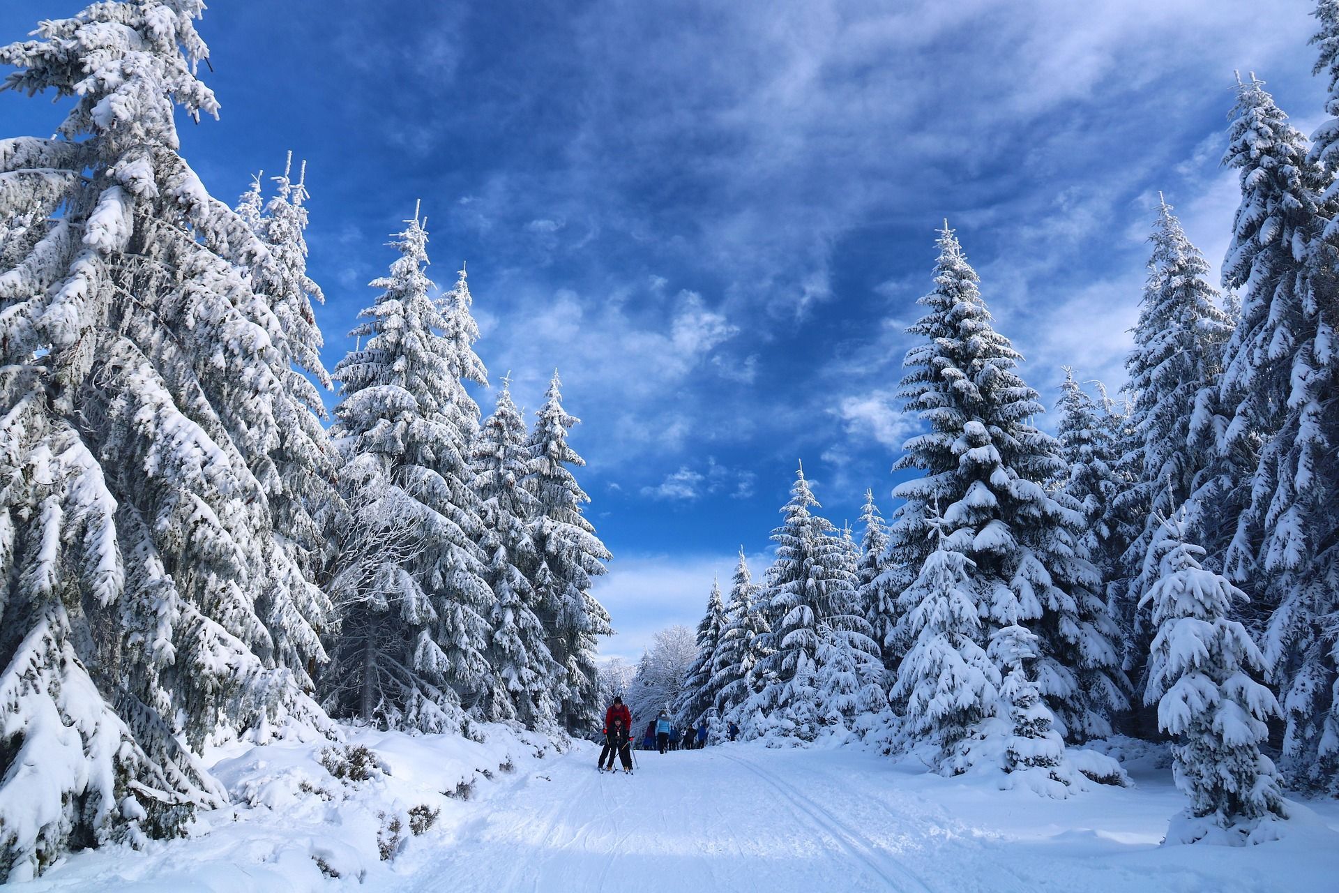 Un viaje en grupo de WeRoad practicando esquí de fondo en un sendero a través de un bosque de pinos cubiertos de nieve bajo un cielo azul.