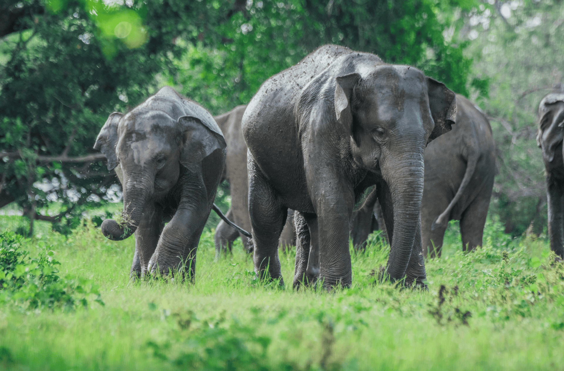 Un troupeau d'éléphants, avec un jeune éléphanteau en tête, broute dans un champ verdoyant devant une forêt.