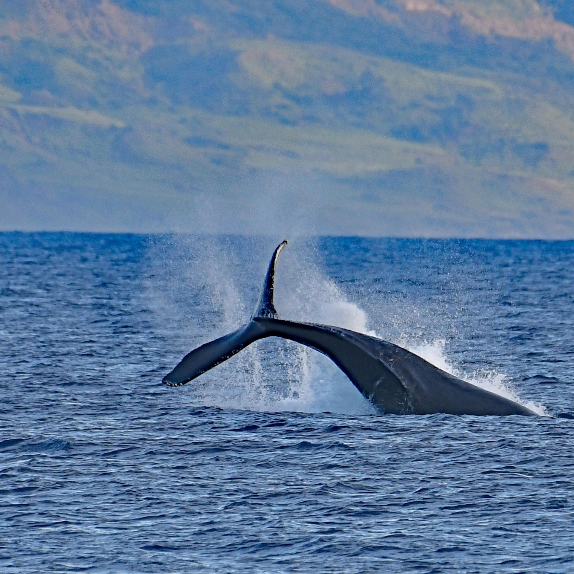 Una coda di balena si tuffa nell'oceano blu, con una costa montuosa e distante sullo sfondo.