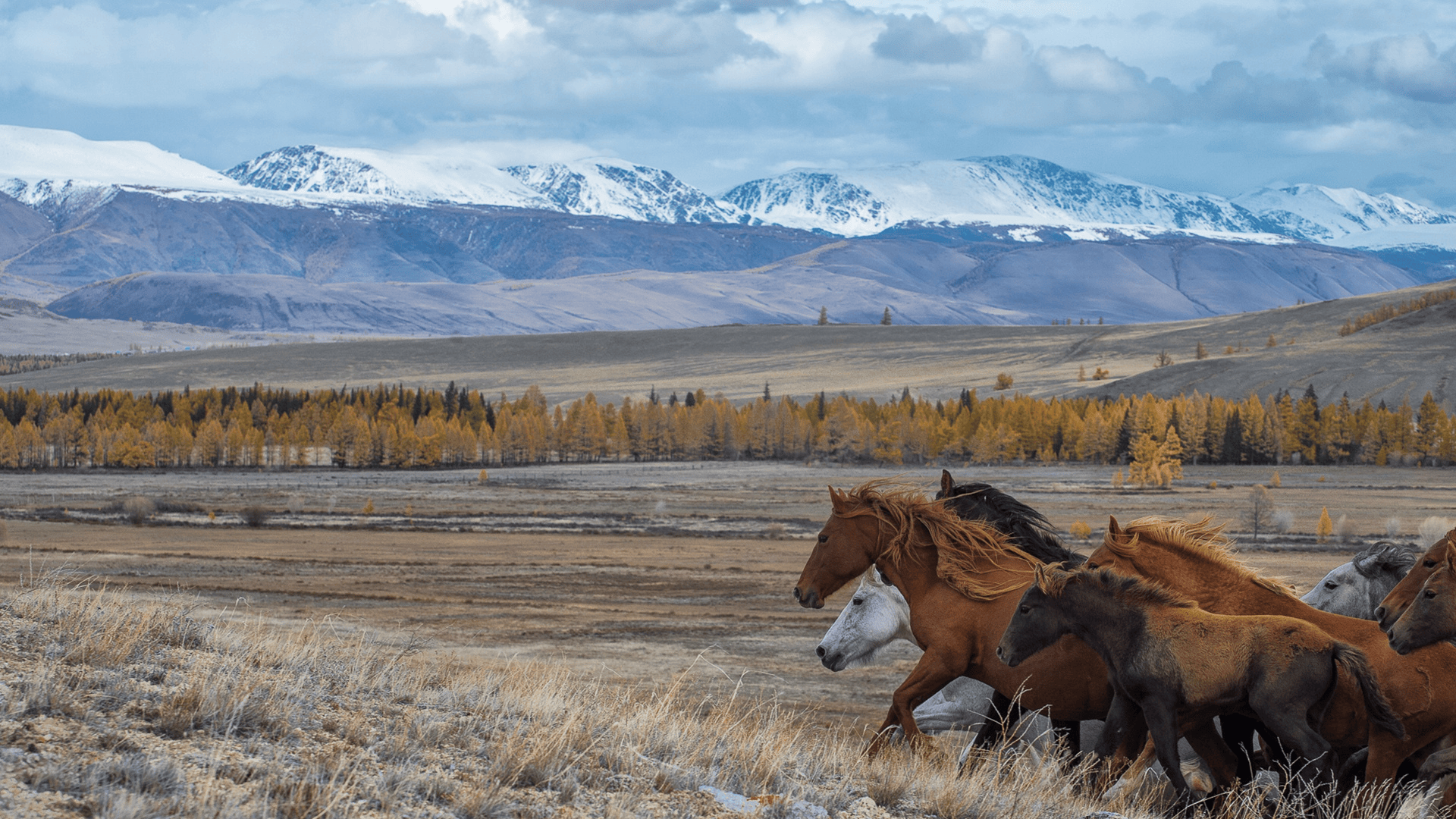 Una mandria di cavalli galoppa attraverso una pianura erbosa con alberi autunnali dorati e montagne innevate in lontananza.