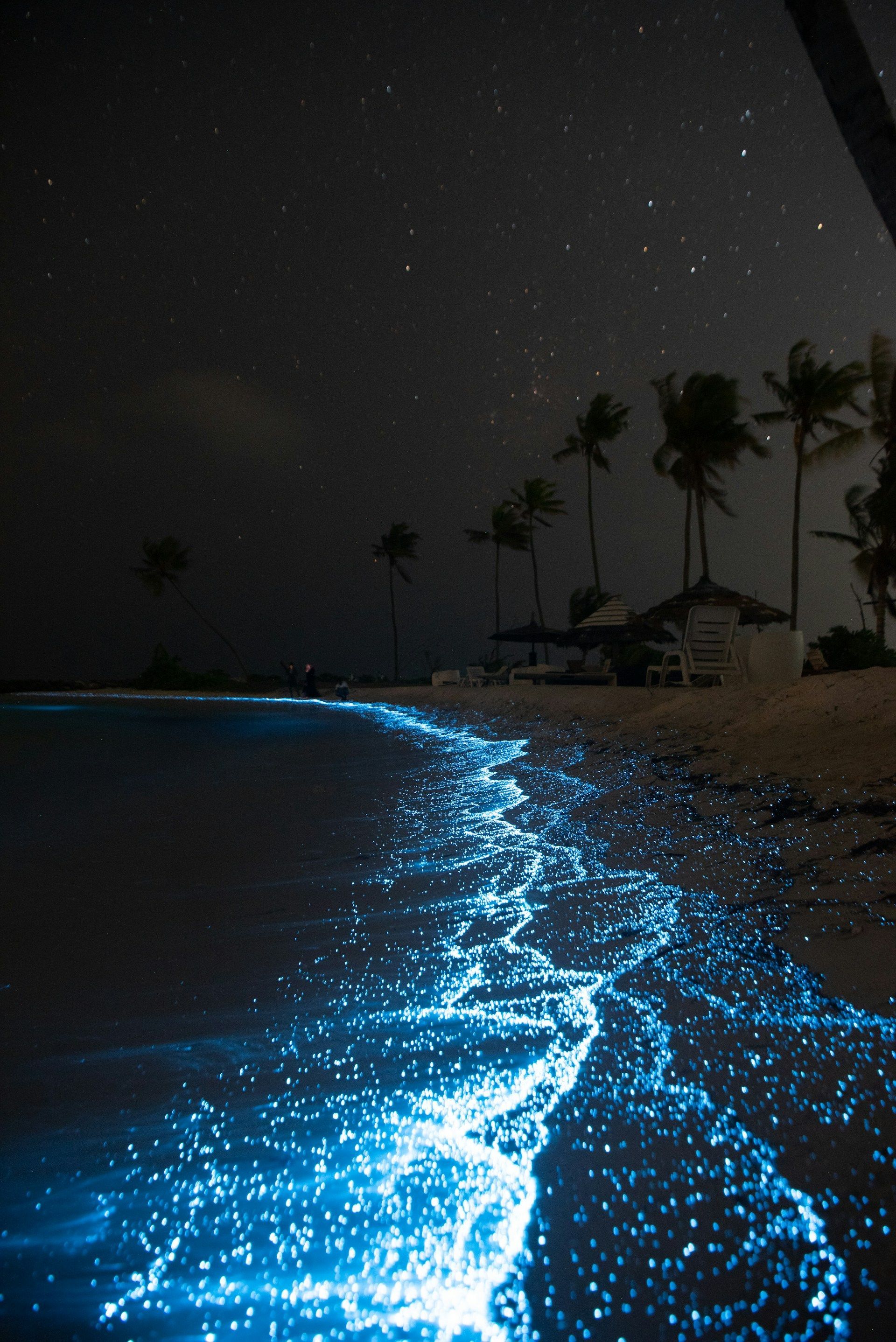Il plancton bioluminescente azzurro intenso risplende nelle onde che si infrangono su una spiaggia sabbiosa di notte sotto un cielo stellato.