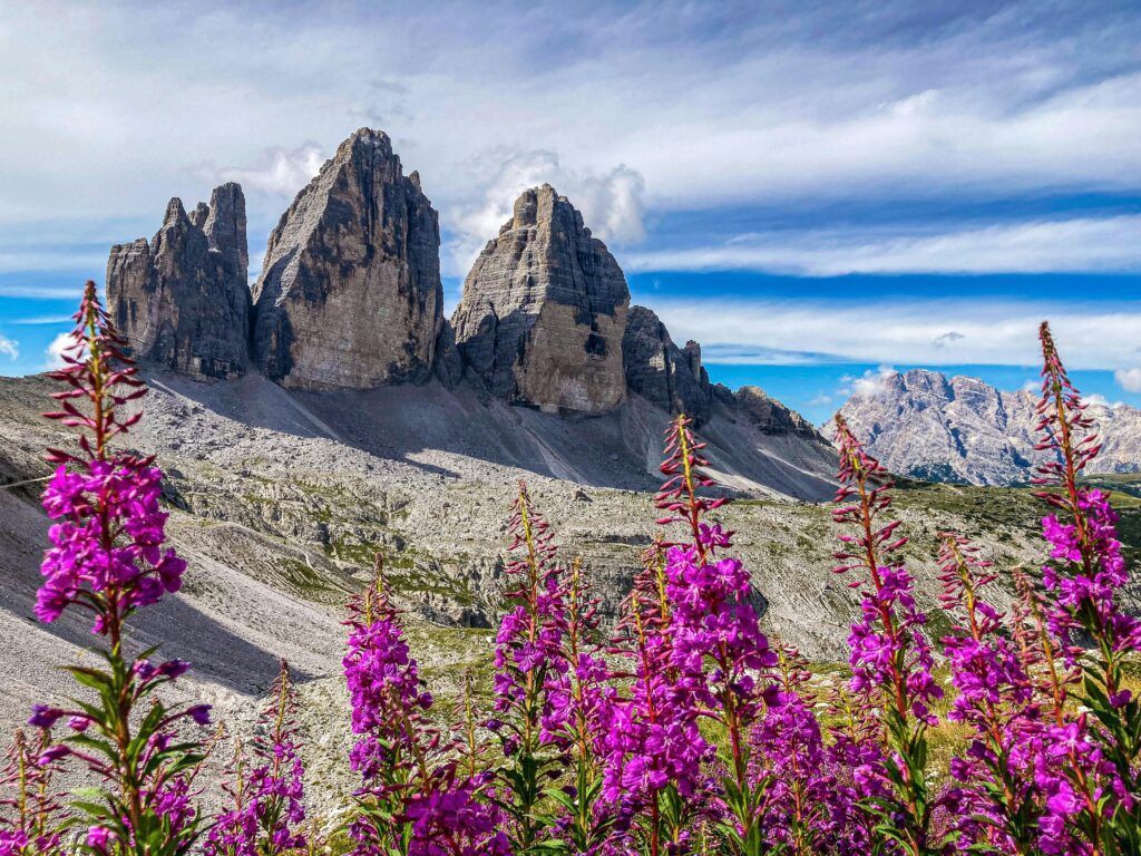 Alti fiori selvatici viola sbocciano in un prato di montagna, con uno sfondo di cime rocciose frastagliate sotto un cielo blu parzialmente nuvoloso.