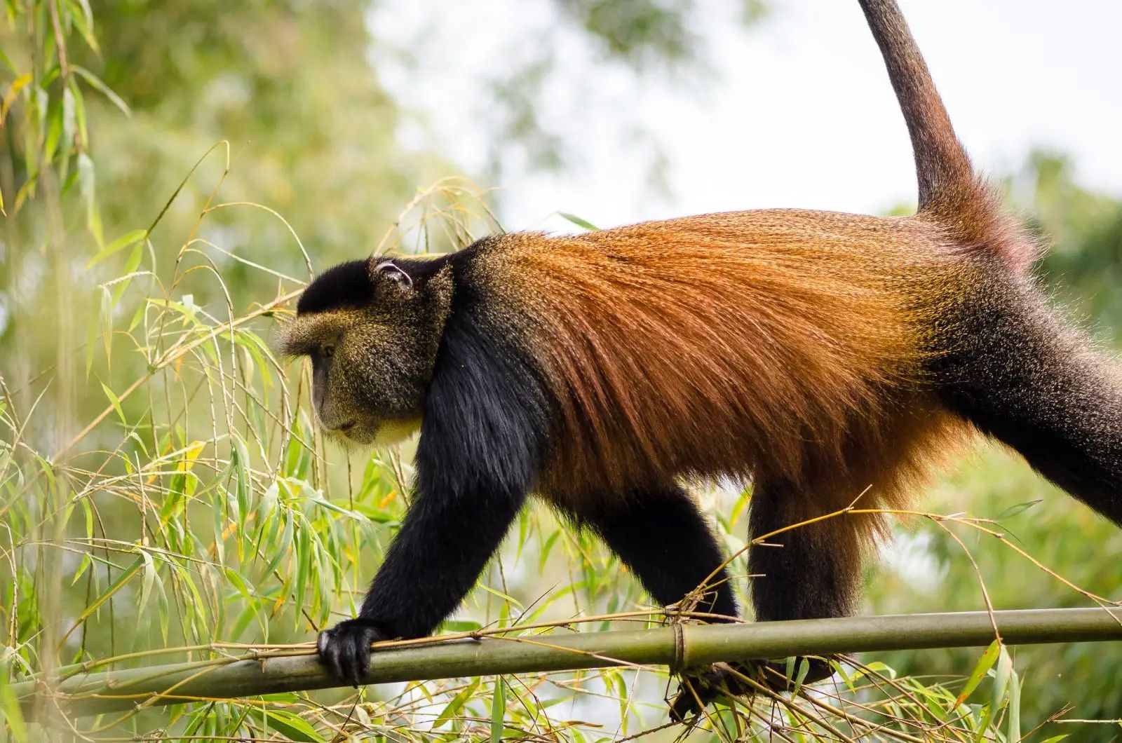 Un singe doré aux membres noirs et au dos doré-orangé marche le long d'une fine branche de bambou parmi les feuilles vertes.