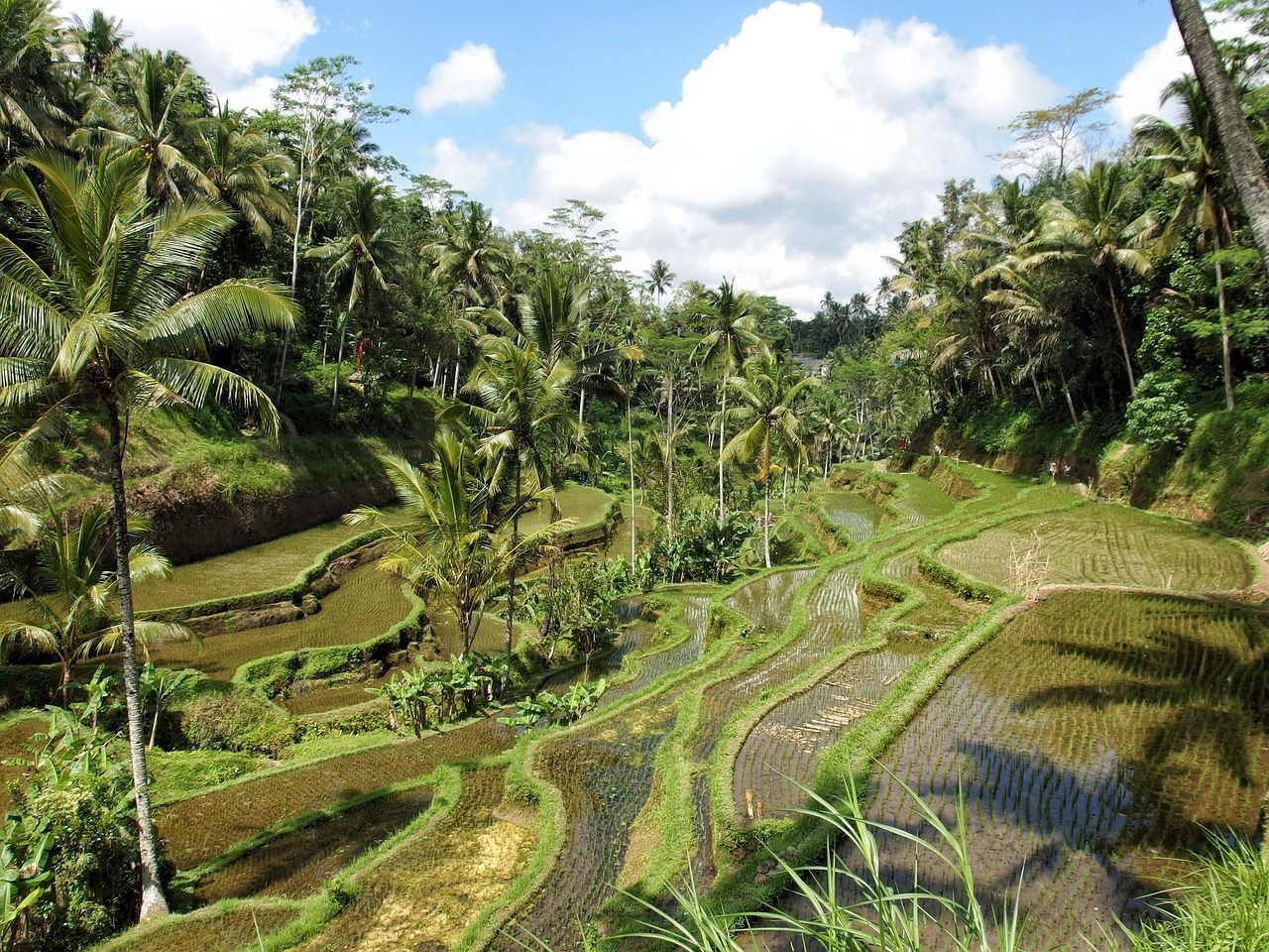 Lush, green terraced rice paddies wind through a valley filled with palm trees under a partly cloudy sky.