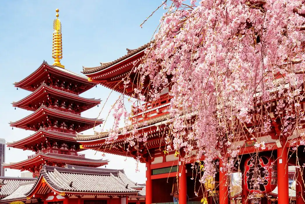 Una pagoda e un tempio giapponesi rossi incorniciati da ciliegi rosa in fiore sotto un cielo azzurro e limpido, di giorno.