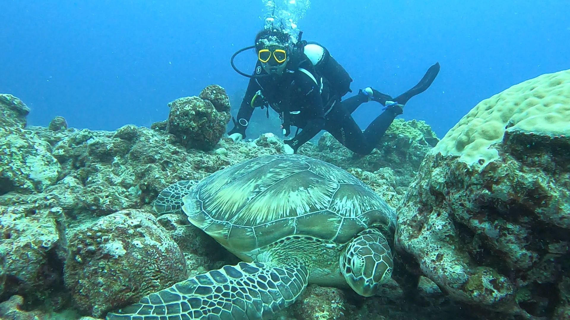Un subacqueo nuota dietro una grande tartaruga marina che riposa su una barriera corallina rocciosa sott'acqua.