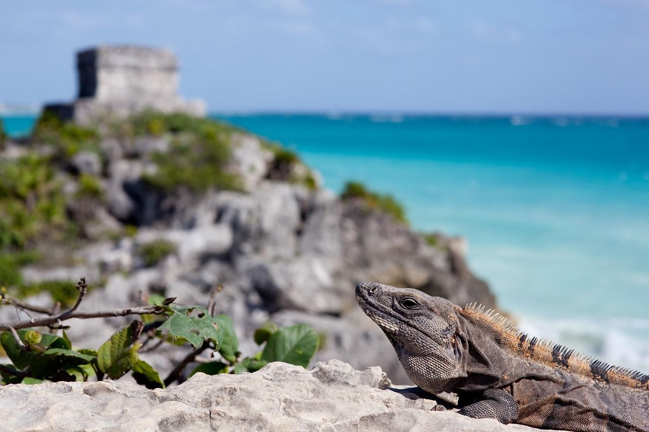 Un'iguana grigia si riposa su una roccia, con un mare turchese e antiche rovine di pietra su una scogliera sullo sfondo.