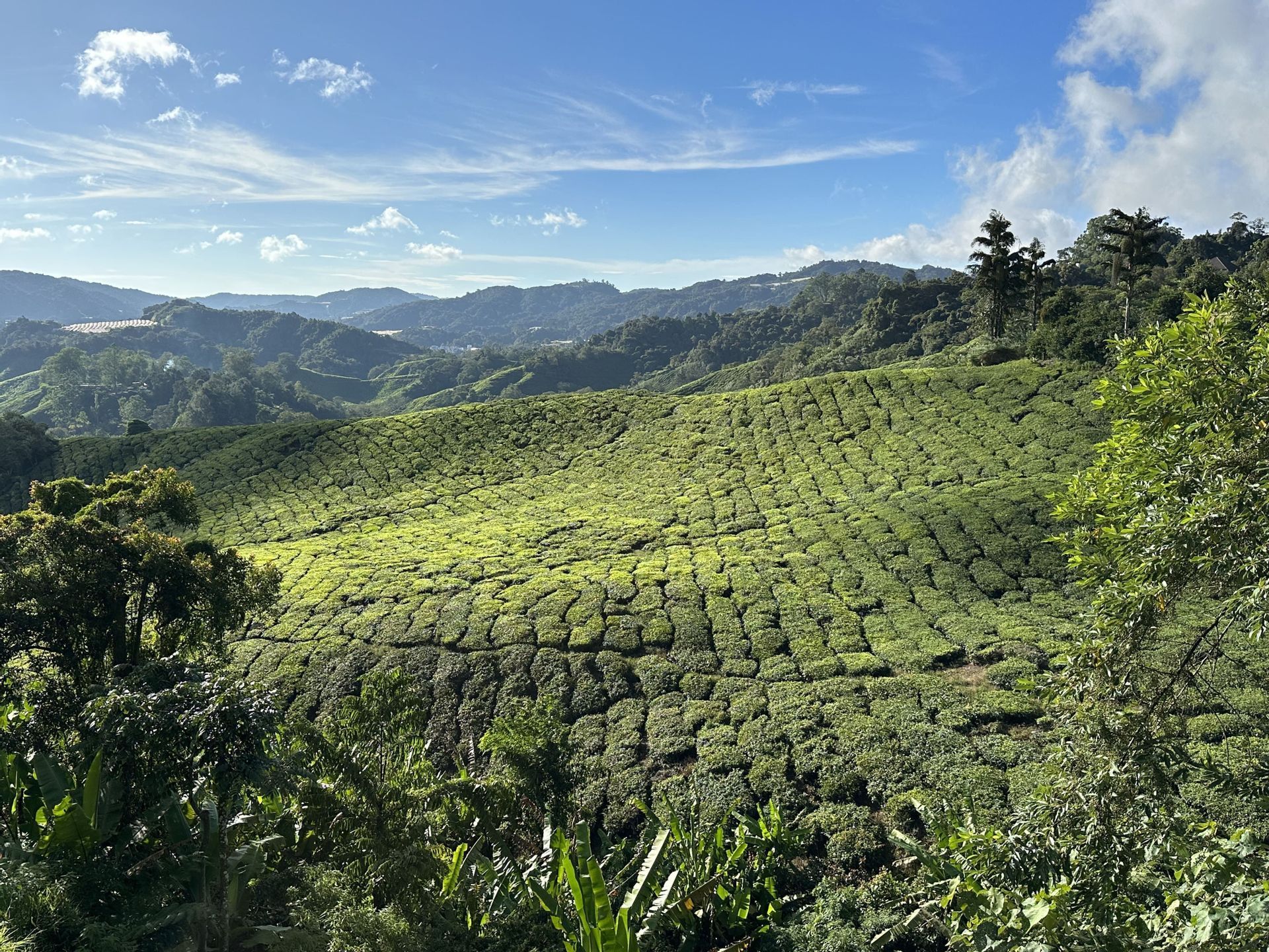Una vasta piantagione di tè con terrazzamenti di cespugli verdi che ricoprono dolci colline sotto un cielo azzurro con qualche nuvola.