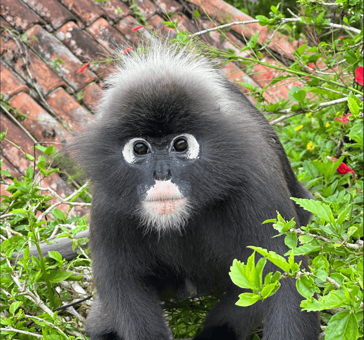Primo piano di una scimmia presbite dagli occhiali con pelliccia scura e anelli bianchi intorno agli occhi, seduta tra il fogliame verde.