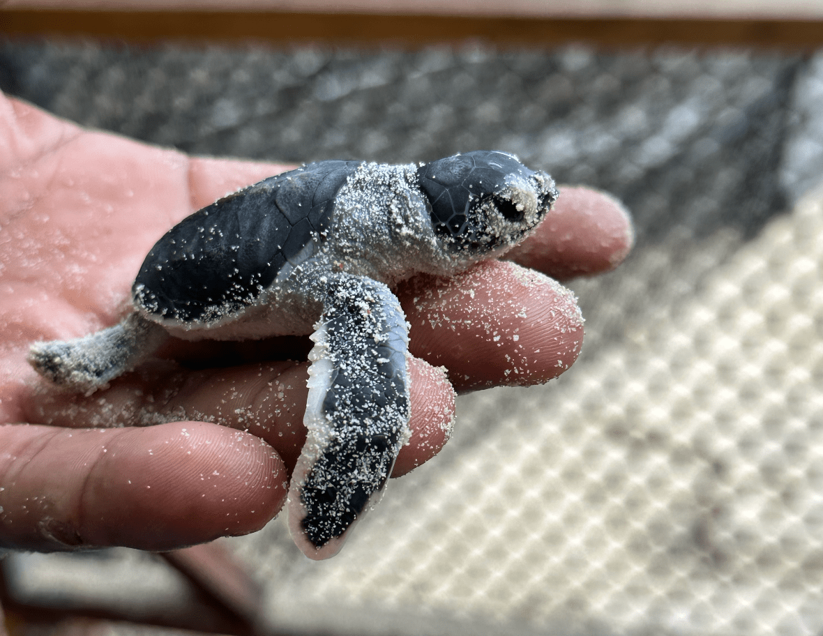 Un primo piano di una tartaruga marina appena nata coperta di sabbia che riposa nel palmo della mano di una persona.