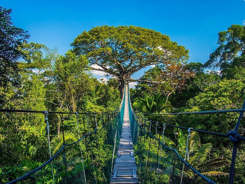 A rope suspension bridge stretches across a dense jungle canopy towards a large, prominent tree under a clear blue sky.