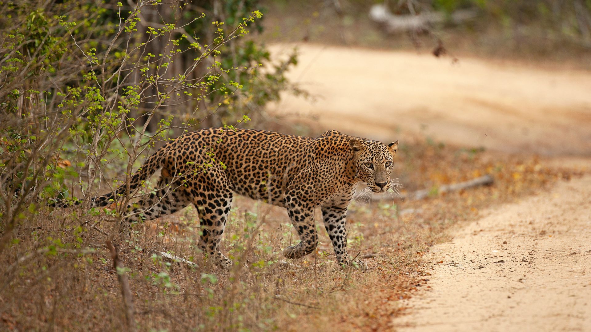 Un leopardo con il manto maculato emerge da un cespuglio verde e cammina lungo un sentiero sterrato nella natura selvaggia.