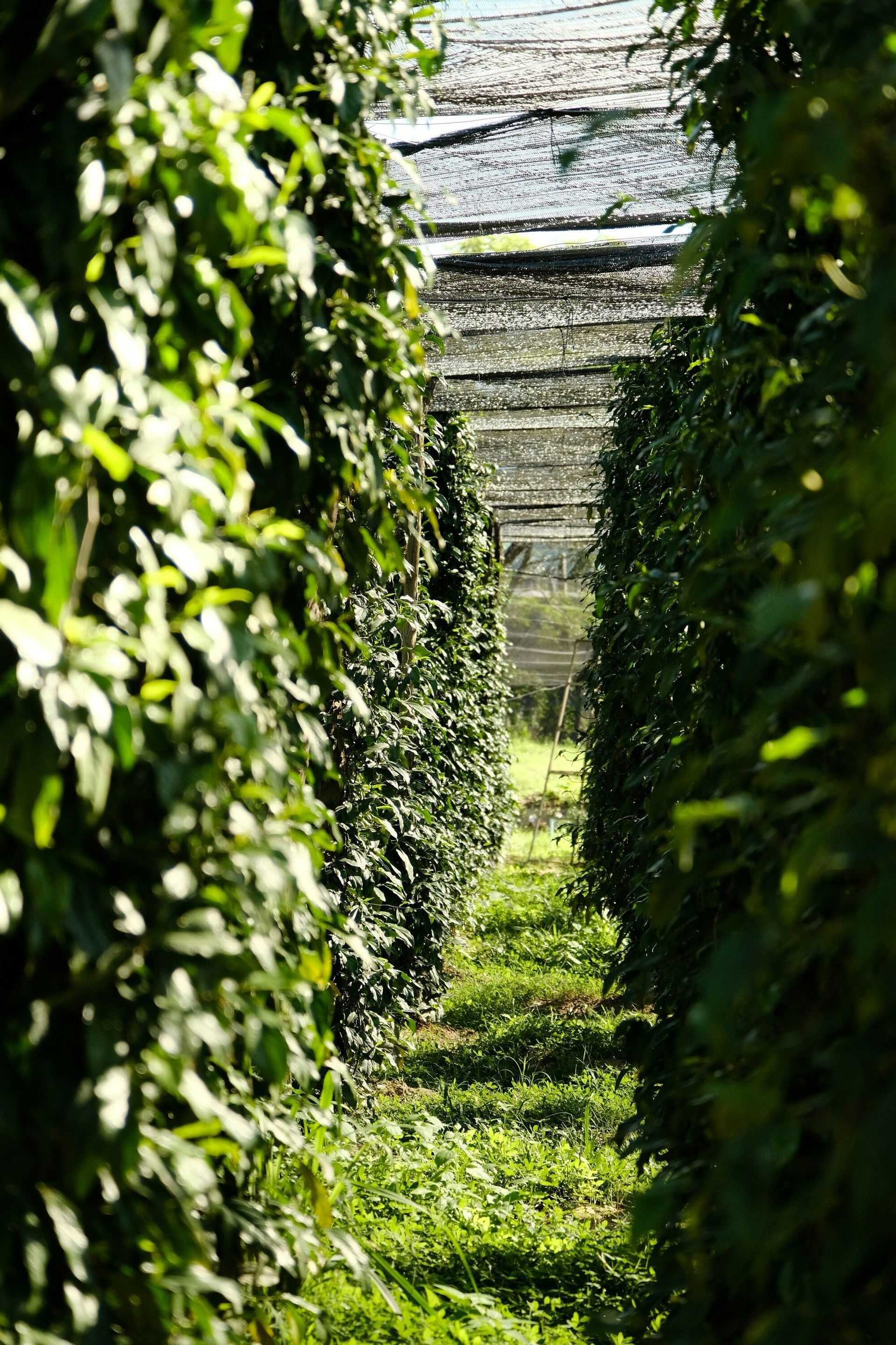 Un sentiero illuminato dal sole attraverso una piantagione, affiancato da due alte file di fitte viti verdi e frondose che crescono sotto una tettoia a rete.