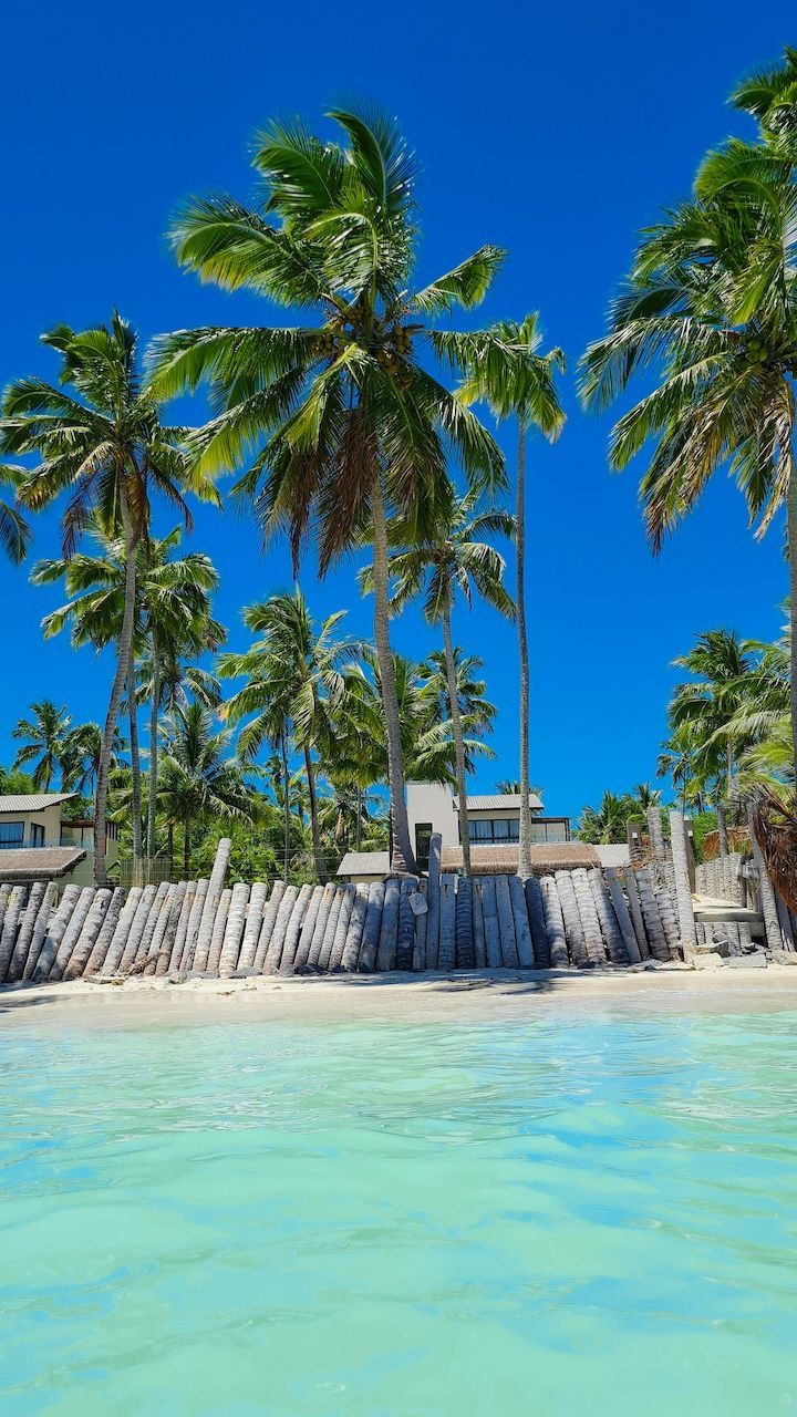 Alte palme su una spiaggia di sabbia bianca con una recinzione di tronchi di legno, vista dalle acque limpide e turchesi.