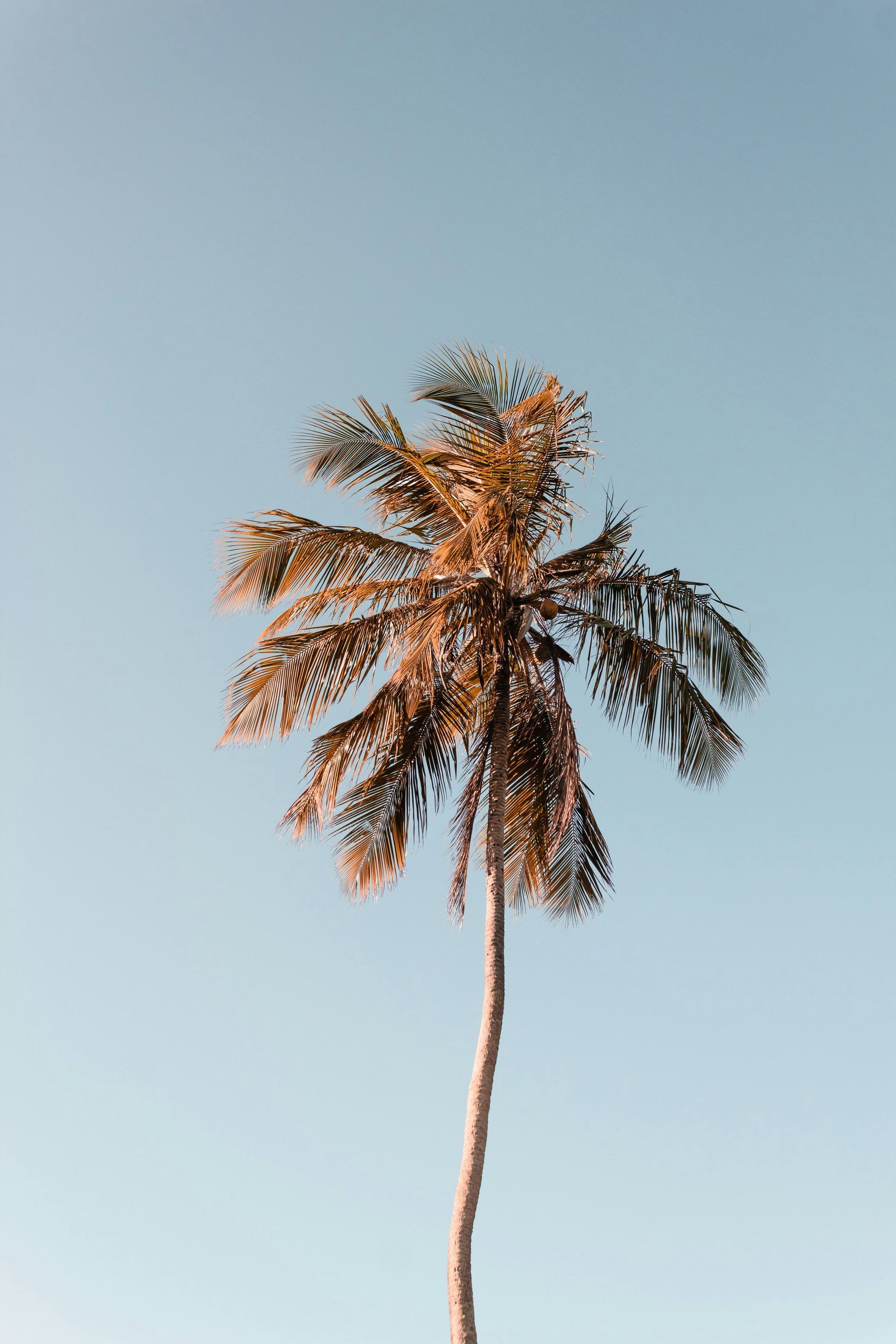 Una palma alta con le fronde illuminate dal sole si staglia contro un cielo azzurro chiaro e limpido.