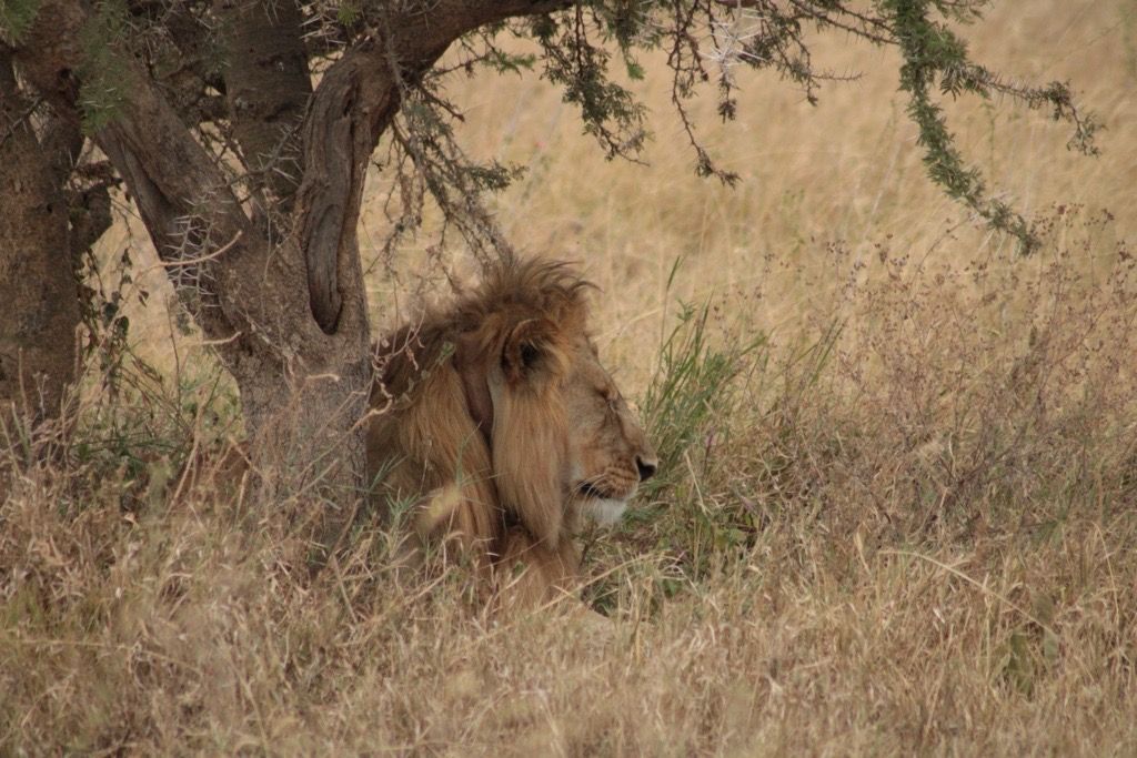Un leone maschio con una grande criniera riposa di profilo sotto un albero spinoso, parzialmente nascosto dall'erba alta e secca in una savana.