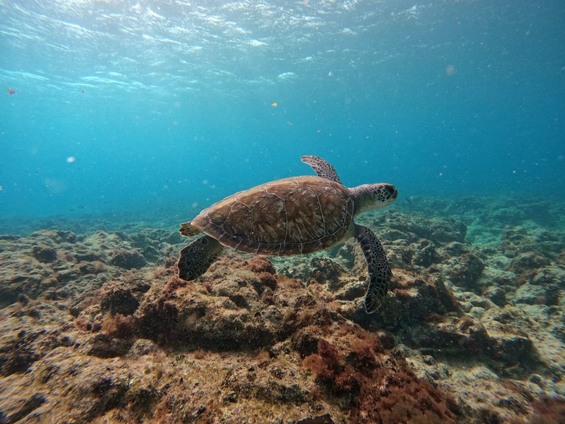 Una tartaruga marina nuota in acque limpide e blu, proprio sopra un fondale marino roccioso e ricoperto di alghe.