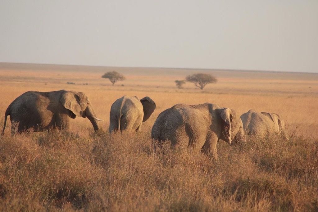 A herd of four elephants walks through tall, dry grass in a savanna during a golden sunset.