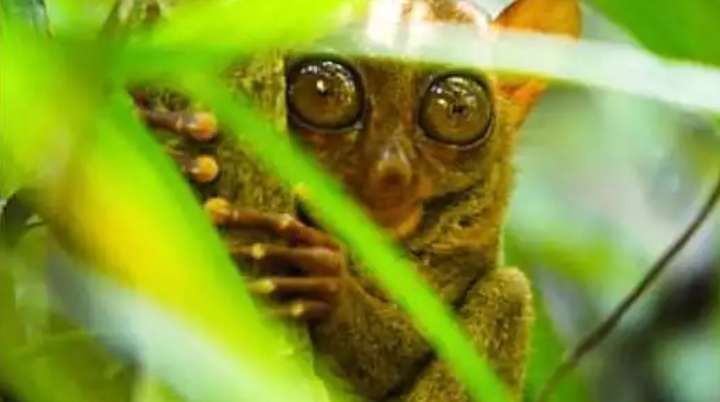 A small tarsier with large brown eyes peeks out from behind bright green jungle leaves.