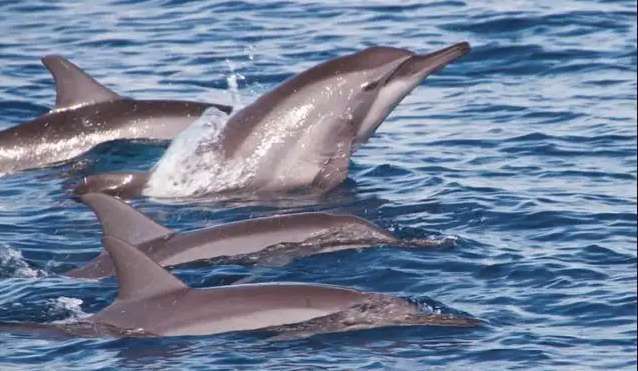 A pod of dolphins swimming and leaping out of the blue ocean water, creating a splash.