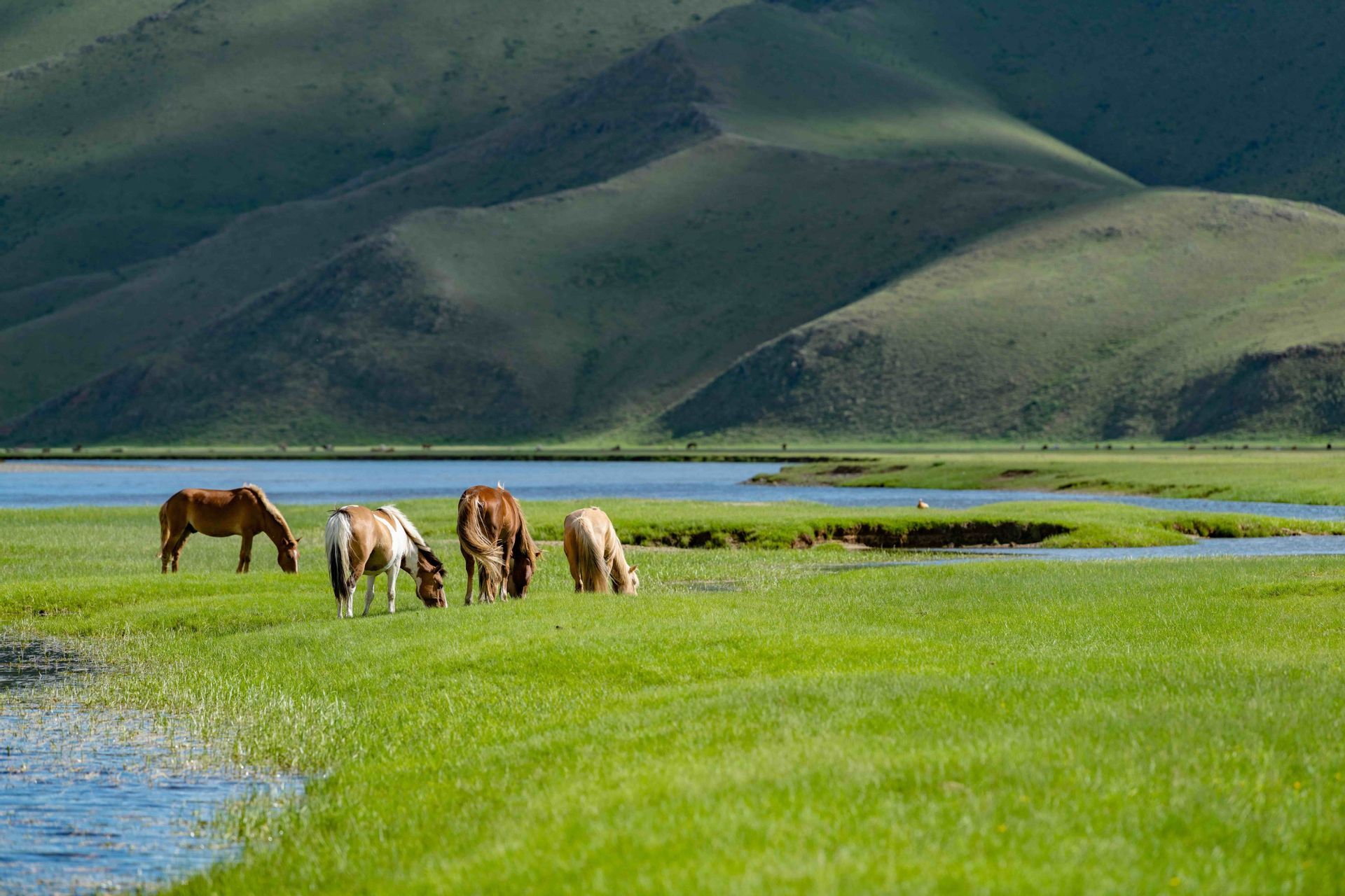 Quatre chevaux paissent dans un pré luxuriant et verdoyant, au bord d'une rivière, au pied de collines vallonnées.