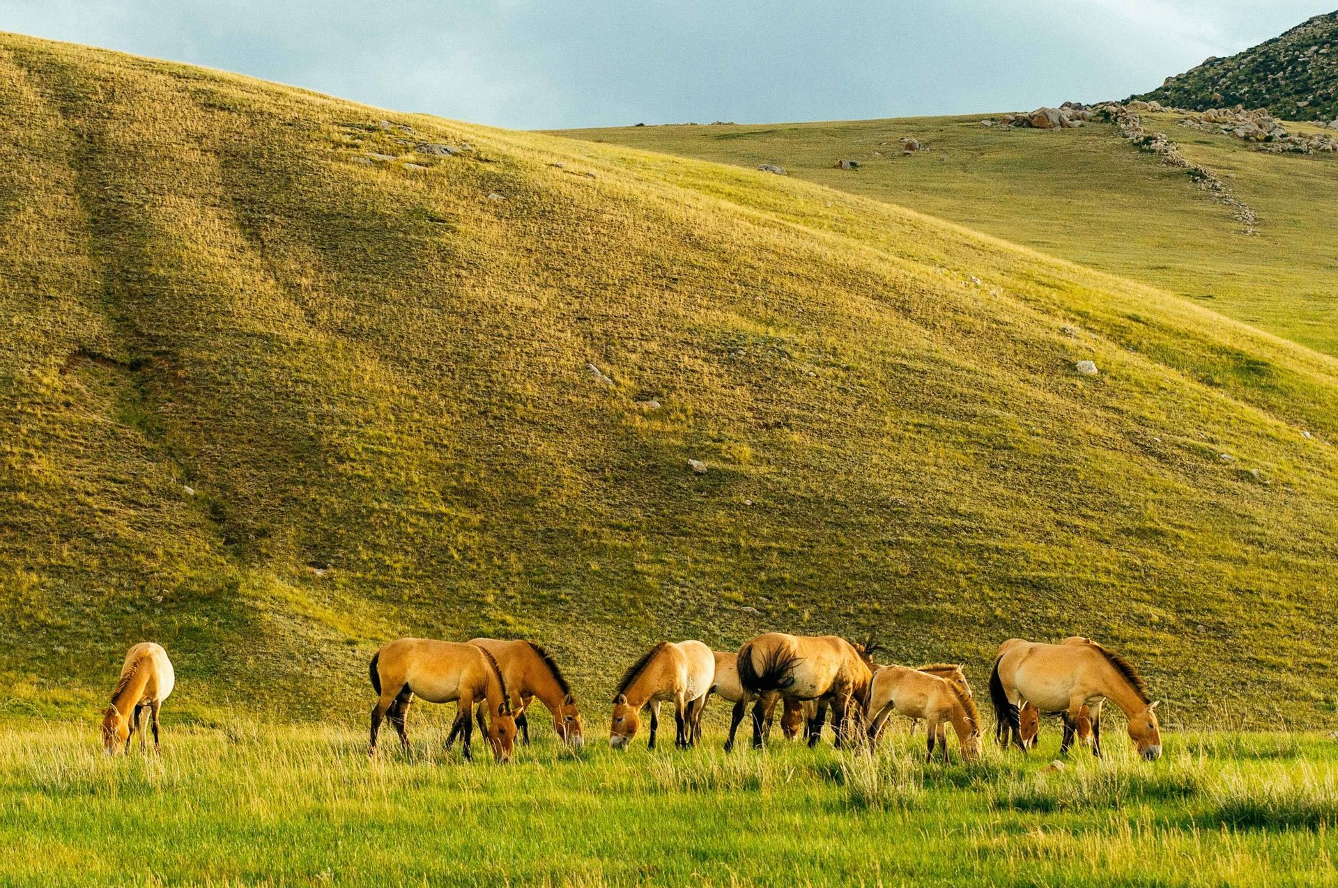 Un troupeau de chevaux sauvages broutant dans une prairie verdoyante au pied d'une grande colline vallonnée, sous un ciel de jour.