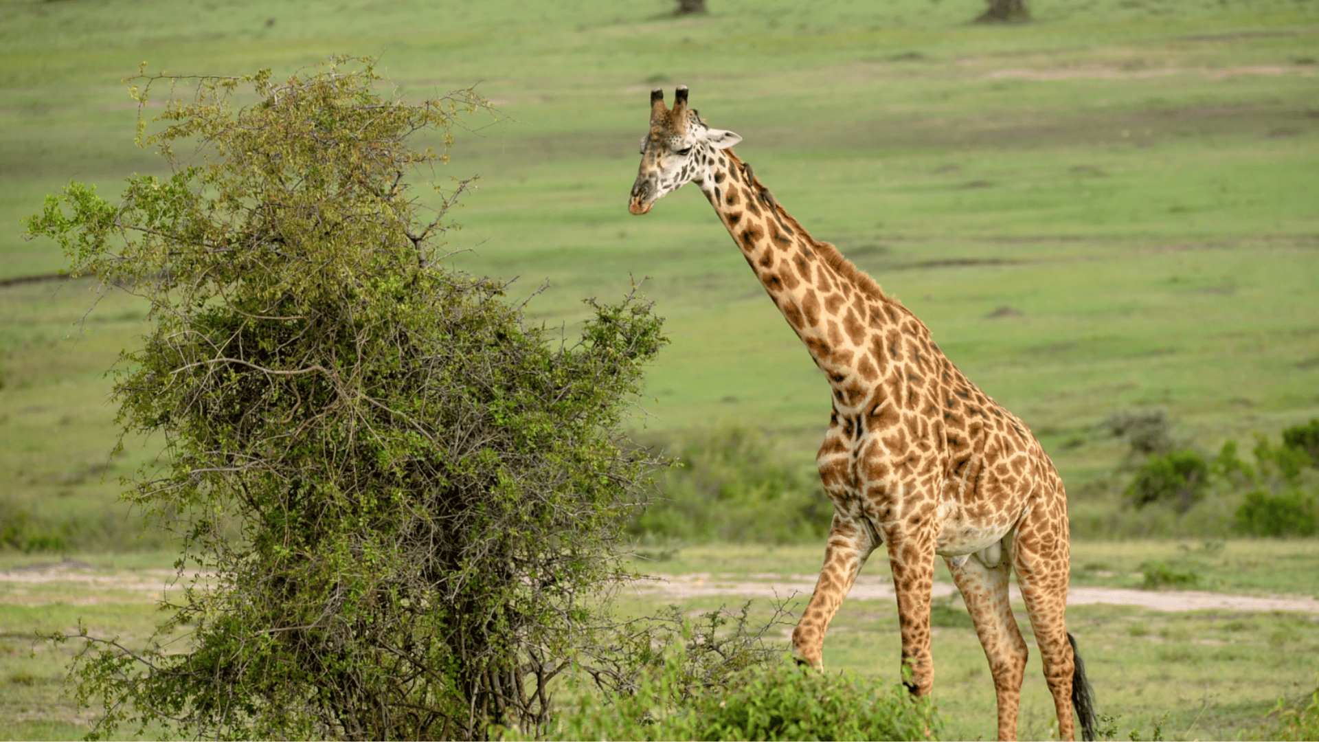 Una jirafa alta camina hacia un frondoso arbusto verde en una vasta sabana herbácea durante el día.
