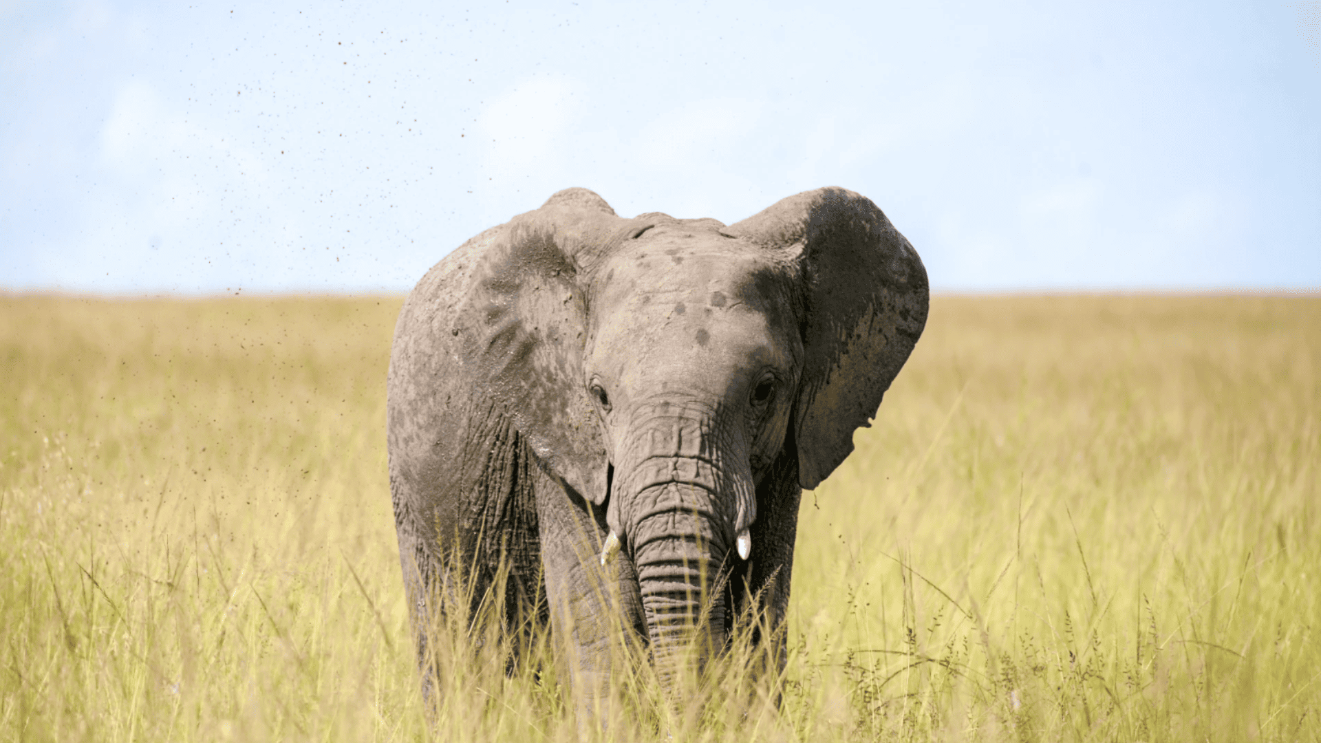 Un elefante grande con colmillos pequeños se encuentra en un campo de hierba alta y amarilla, mirando hacia la cámara.