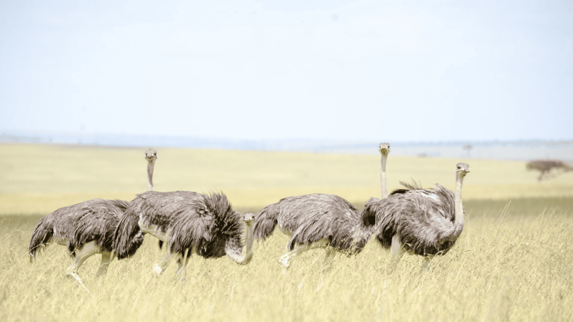 Un grupo de cuatro avestruces camina por un campo de hierba alta y amarilla en una sabana.