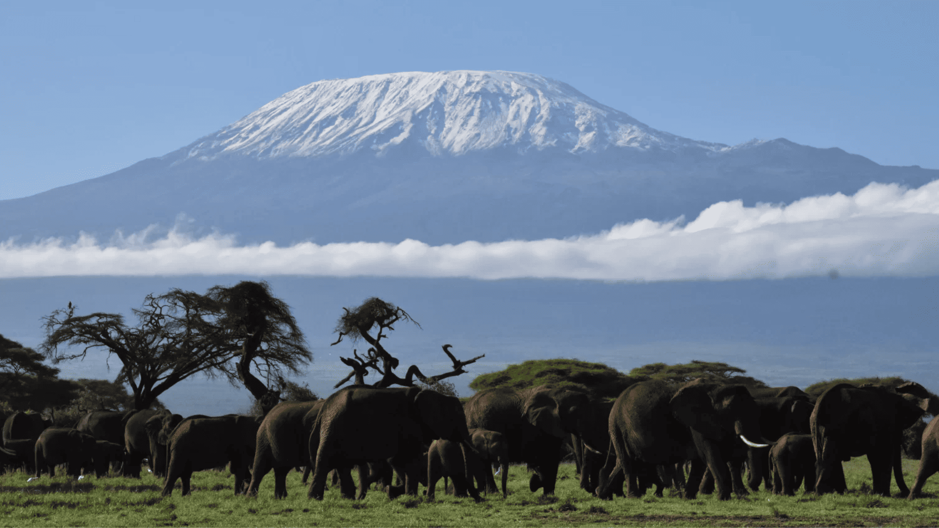 Una gran manada de elefantes camina por una sabana cubierta de hierba con una enorme montaña nevada elevándose al fondo.