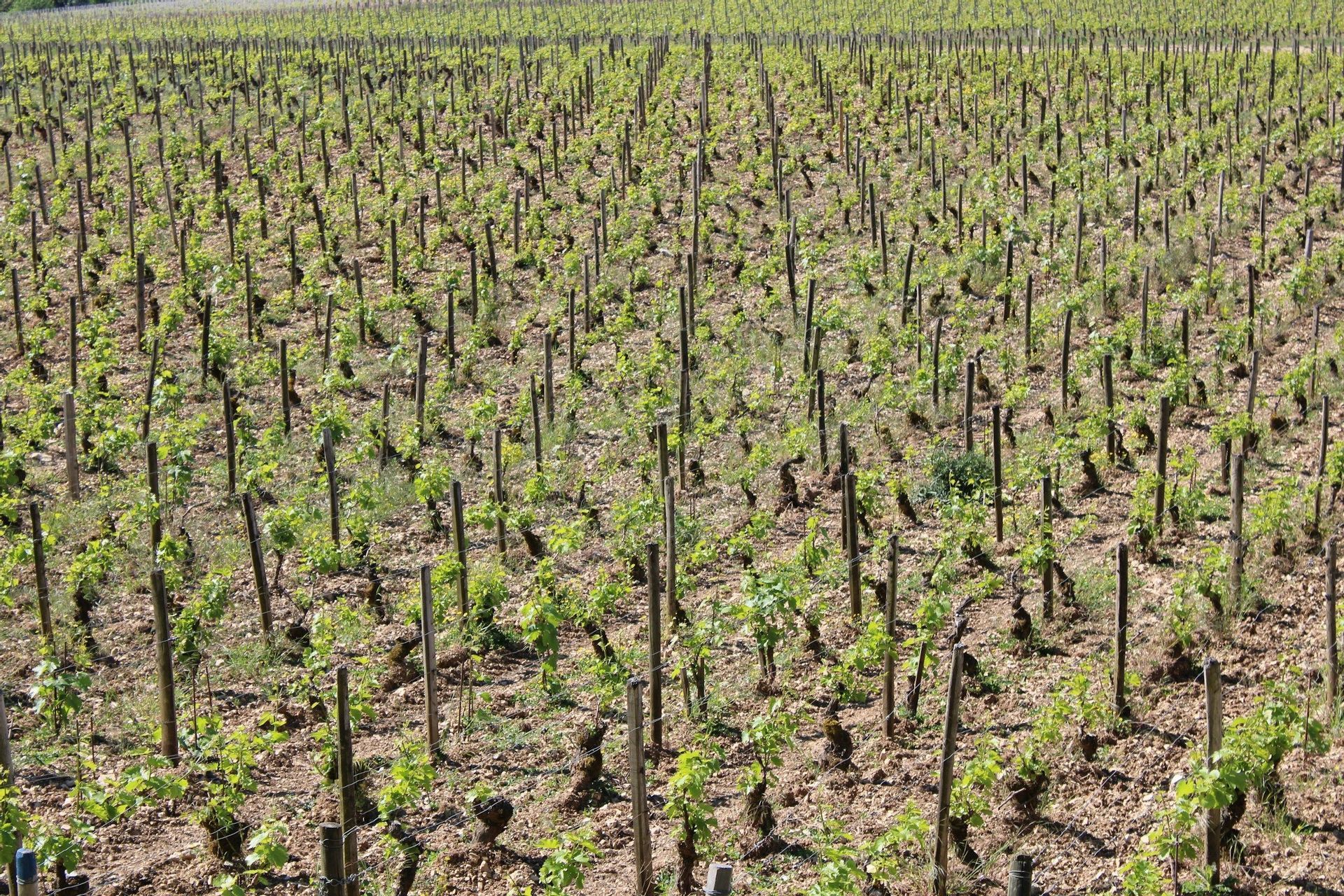 Un grande vigneto con file ordinate di giovani viti sostenute da pali, con nuove foglie verdi che germogliano.