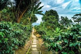 Un sentier étroit en pierre serpente à travers une plantation de café luxuriante, remplie de feuilles vertes et de fleurs blanches, sous un ciel nuageux.