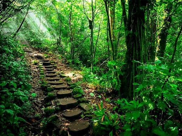 Un sentiero di gradini di pietra coperti di muschio si snoda su per una collina attraverso una giungla verde e fitta, illuminata dal sole.