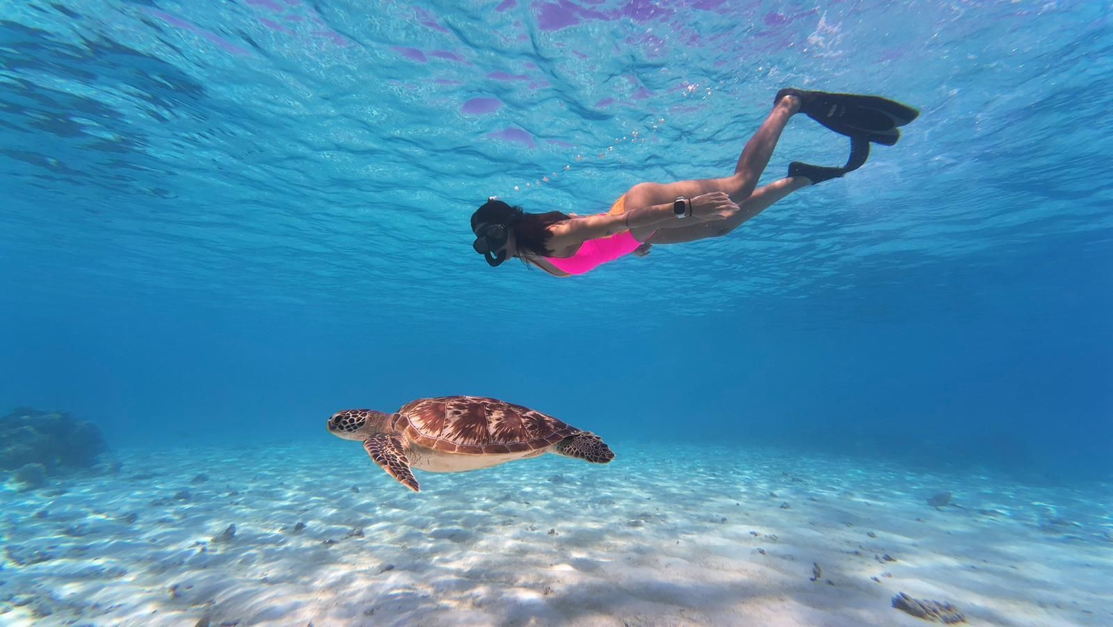 Una mujer con un traje de baño rosa y aletas hace snorkel junto a una tortuga marina en agua azul clara sobre un fondo marino arenoso.