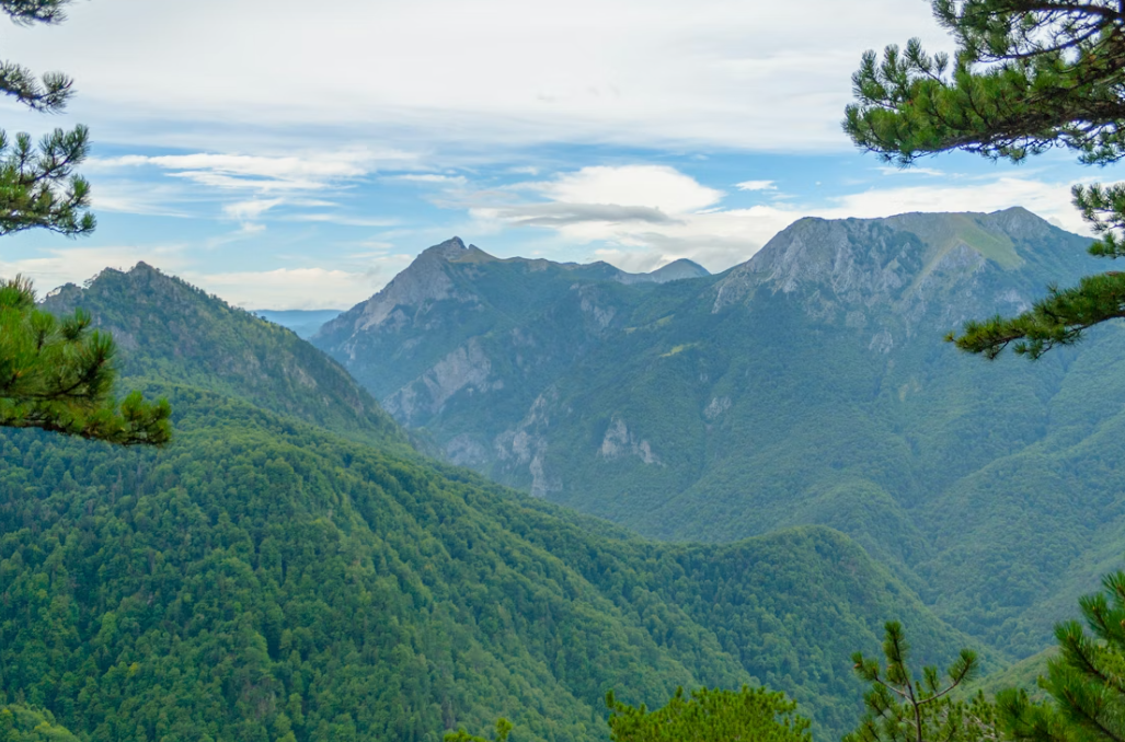Une vue sur une chaîne de montagnes couverte d'une forêt verte dense, encadrée par des branches de pin sous un ciel nuageux.