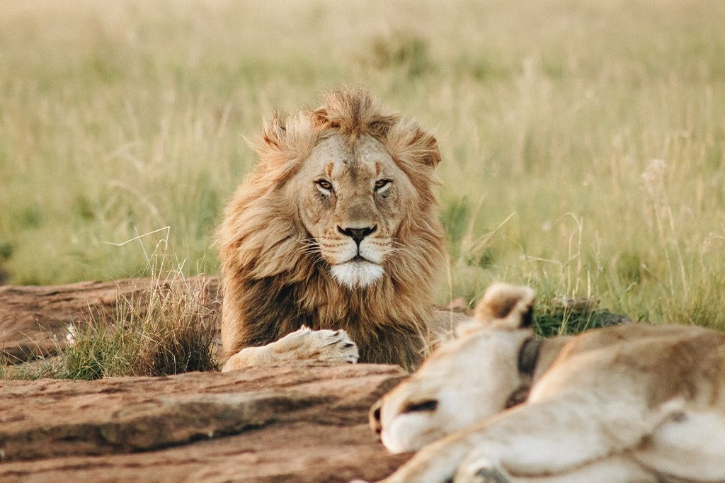Un lion mâle à la crinière fournie regarde l'appareil photo, assis derrière un rocher dans une prairie, tandis qu'une lionne se repose au premier plan.