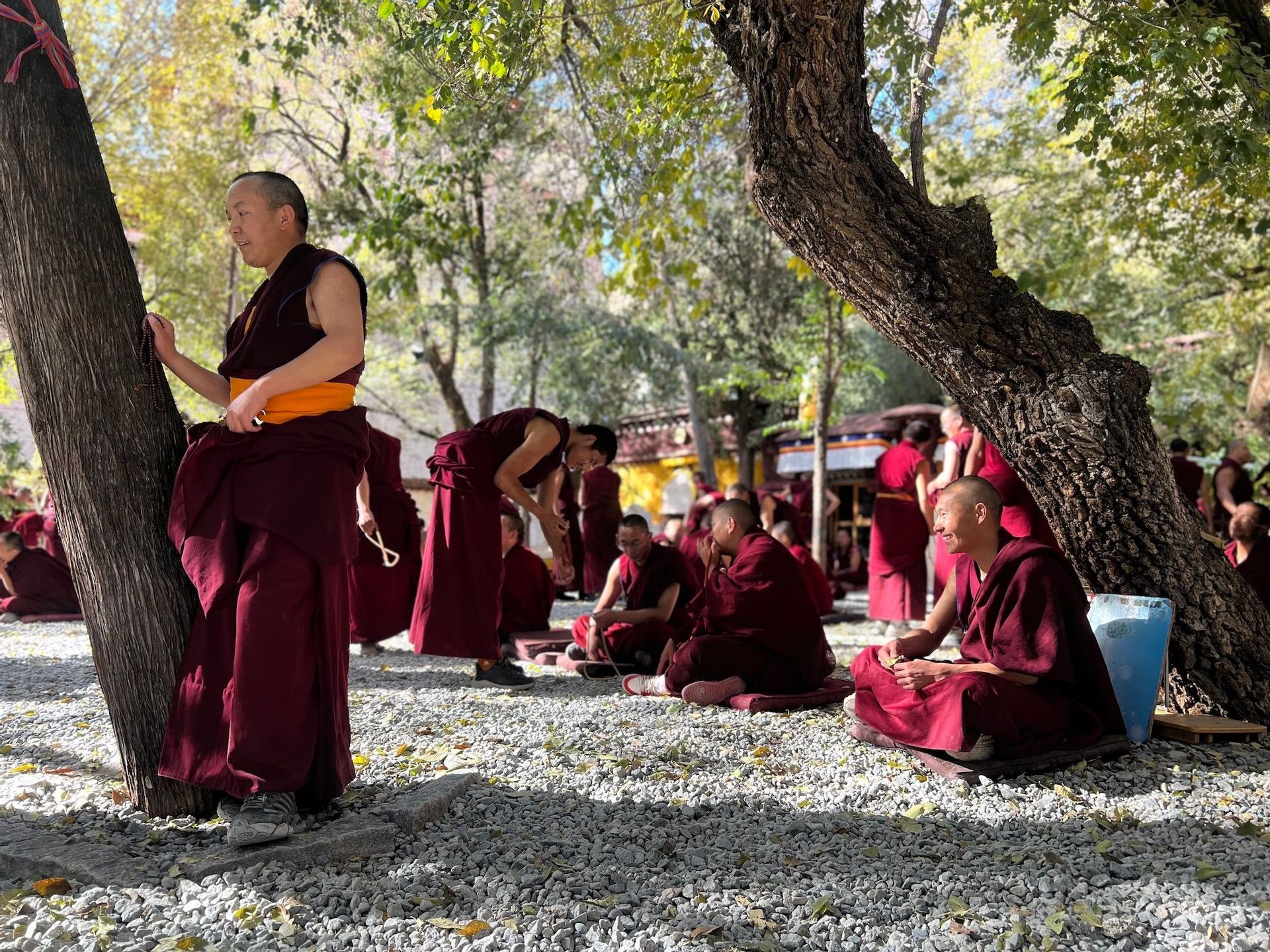 Monaci buddisti in tuniche bordeaux in piedi e seduti in un cortile di ghiaia ombreggiato sotto gli alberi.