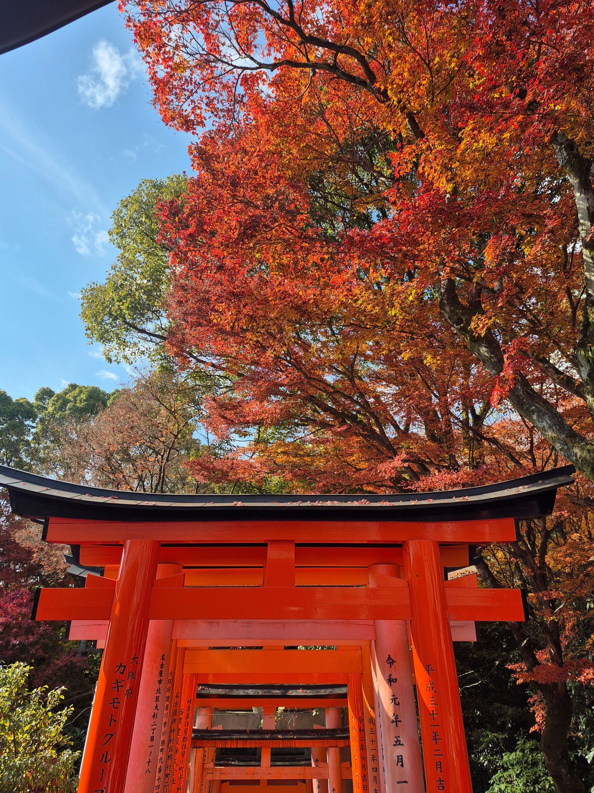 Vista dal basso di torii arancioni sotto alberi con fogliame autunnale rosso e arancione acceso contro un cielo blu.