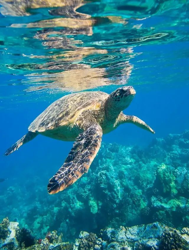Une tortue marine nage dans une eau bleue et limpide, juste sous la surface, avec son reflet visible au-dessus et un récif corallien sur le fond marin.