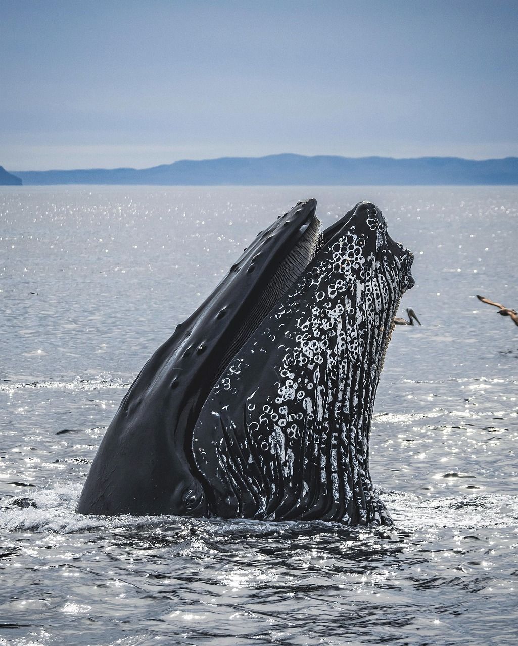 Une baleine à bosse émerge de l'océan étincelant, la bouche grande ouverte, montrant ses fanons tandis que des oiseaux volent.