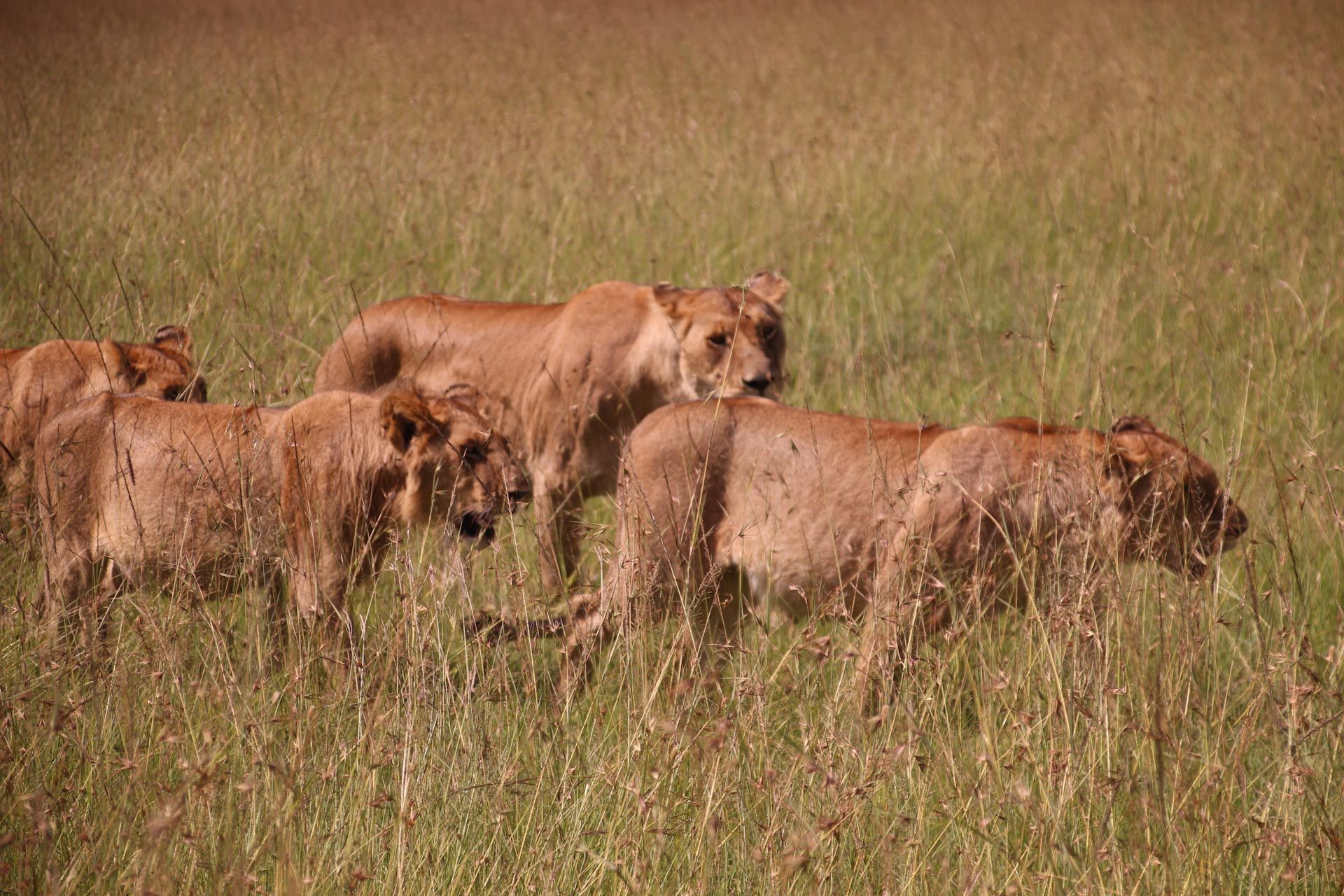 A pride of lions, including a lioness and cubs, walks through a field of tall, dry grass.