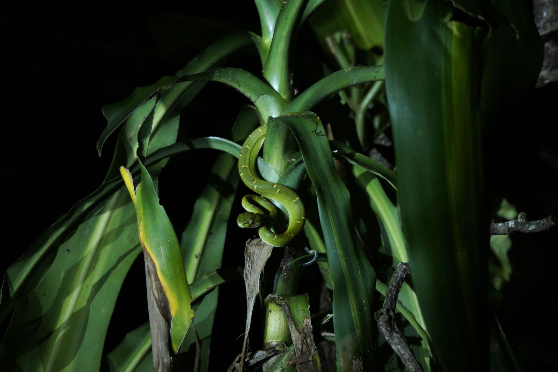 A coiled, bright green snake with yellow markings rests on the stalk of a leafy plant at night.