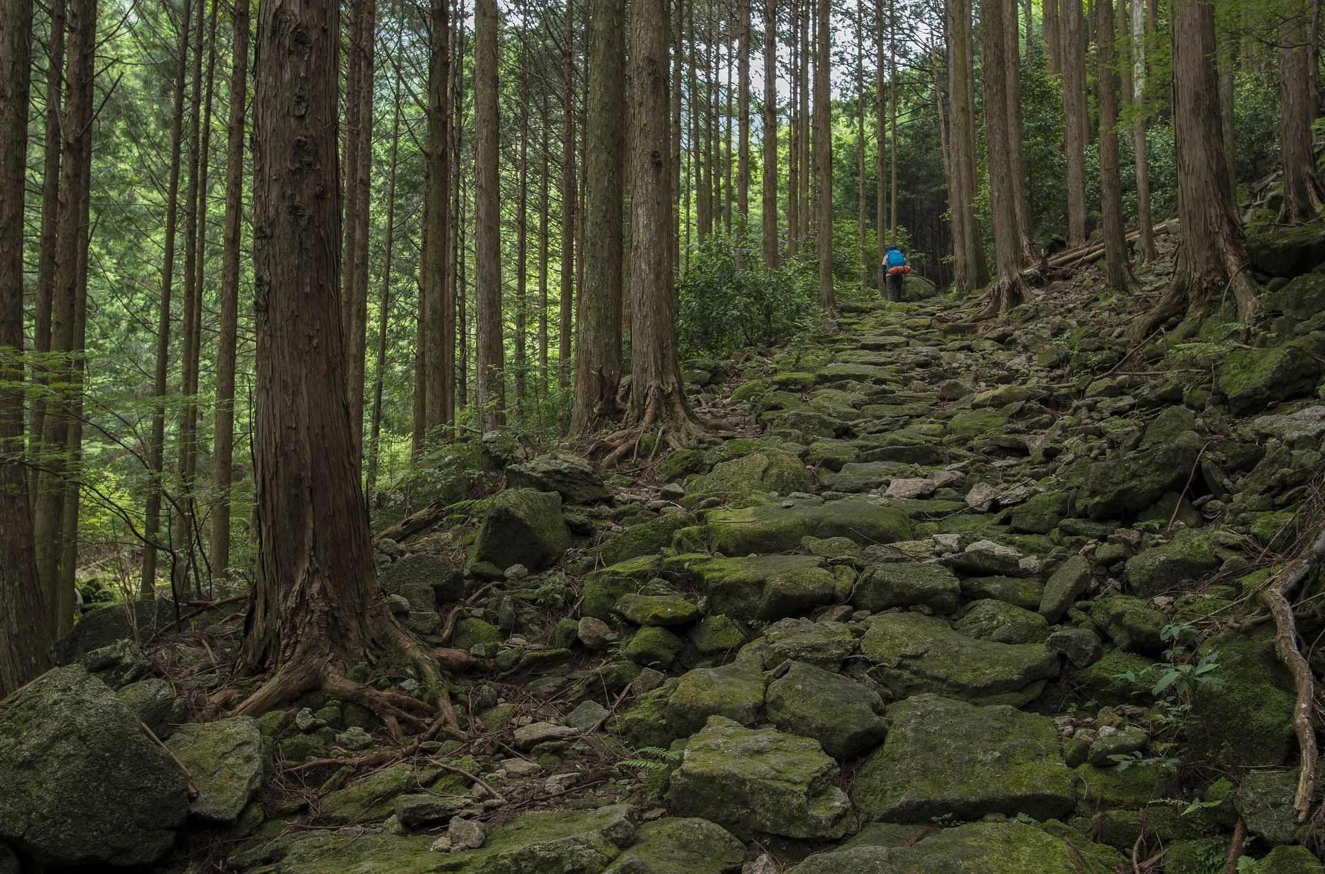 Un escursionista con un grande zaino blu percorre un ripido sentiero di pietra coperto di muschio, immerso in una fitta foresta di alberi alti.