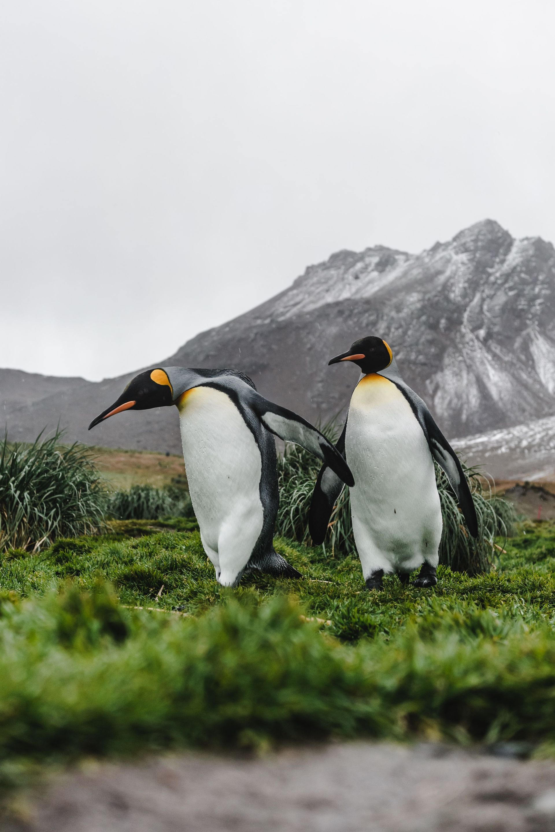 Due pinguini reali si ergono su una collina erbosa, con una grande montagna spolverata di neve visibile dietro di loro sotto un cielo nuvoloso.