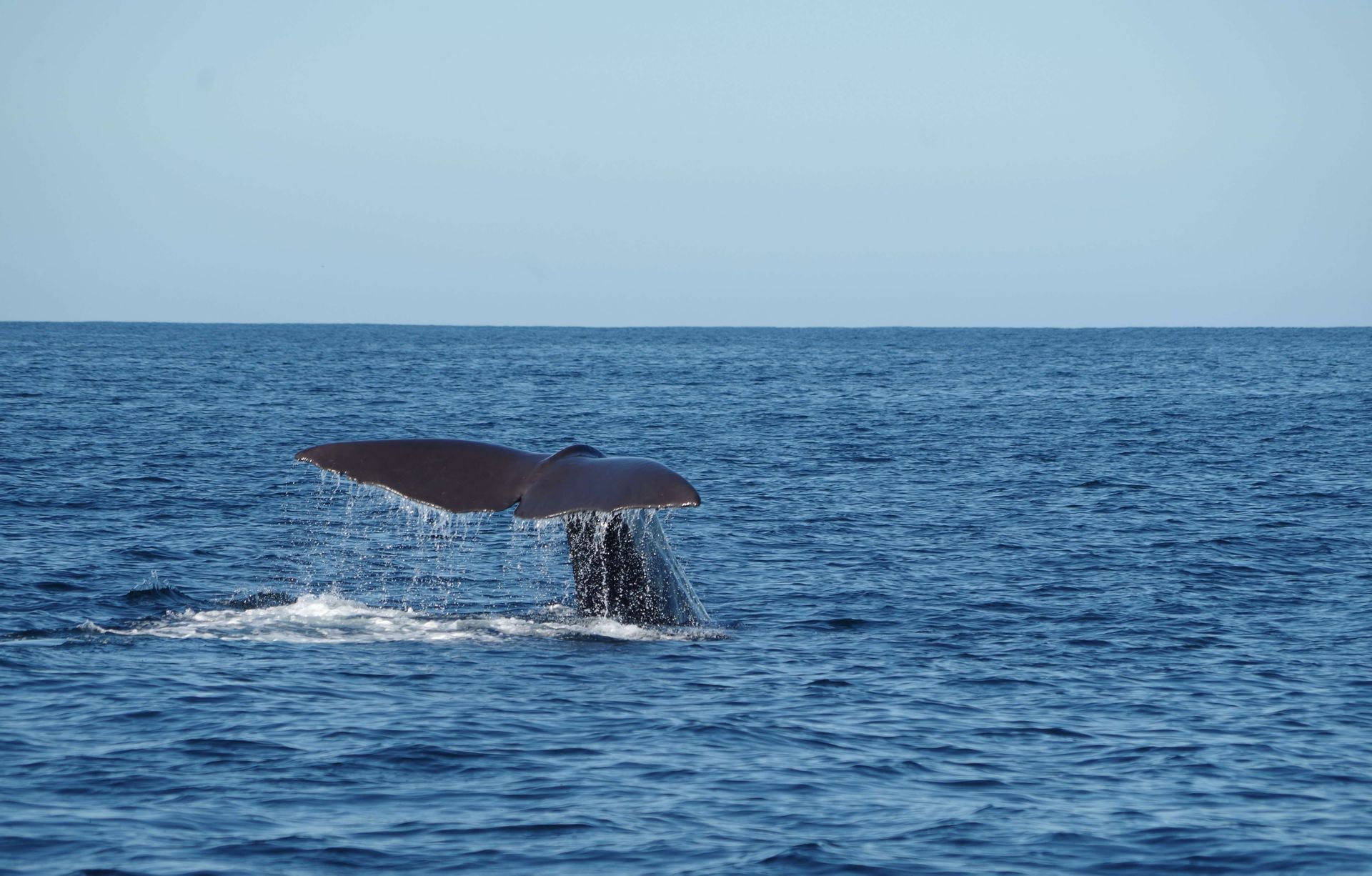 La pinna caudale di una grande balena, con l'acqua che scivola via mentre si tuffa nell'oceano blu profondo.