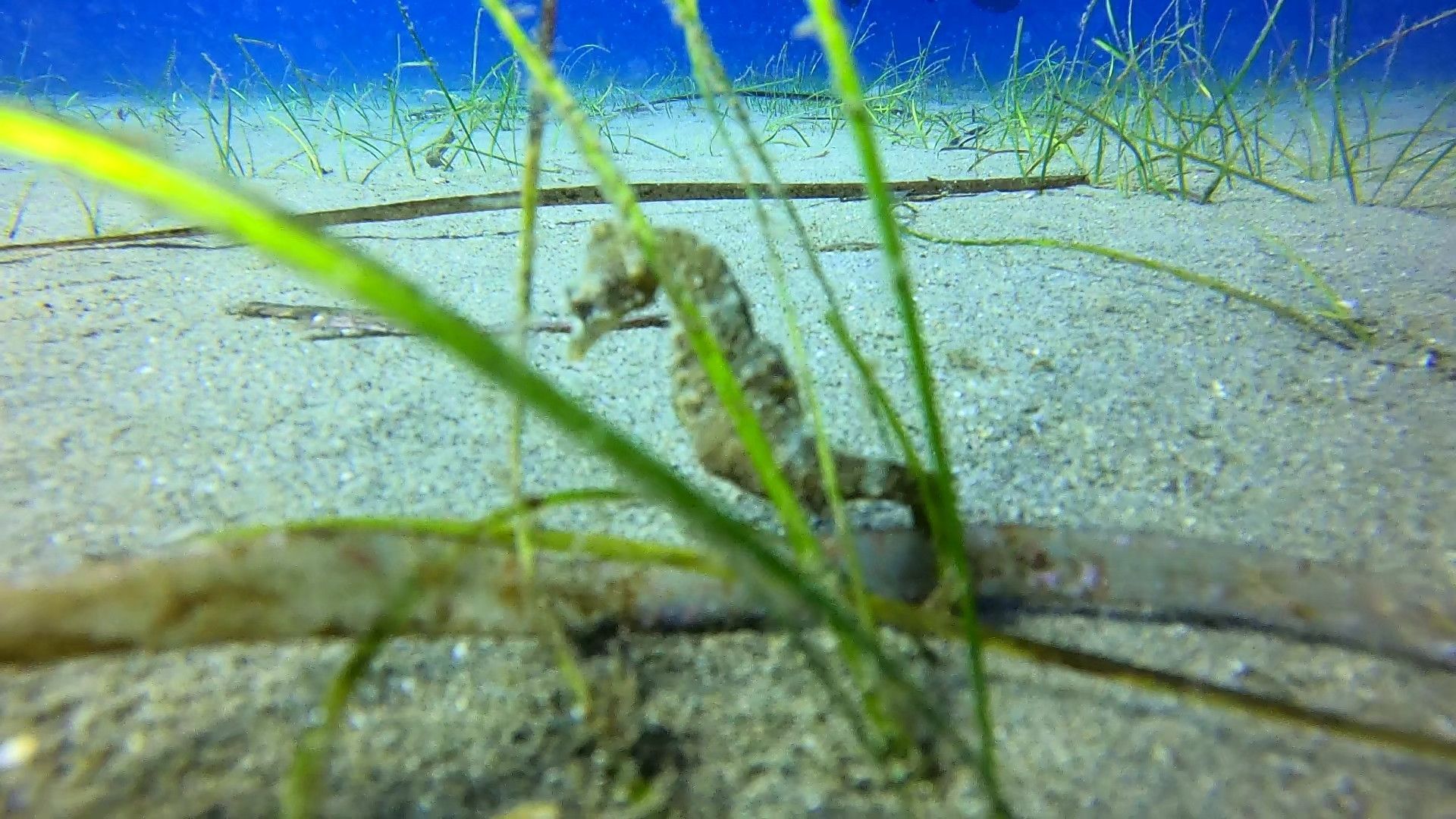 Un cavalluccio marino riposa sul fondale sabbioso tra le verdi foglie di posidonia sotto l'acqua blu.